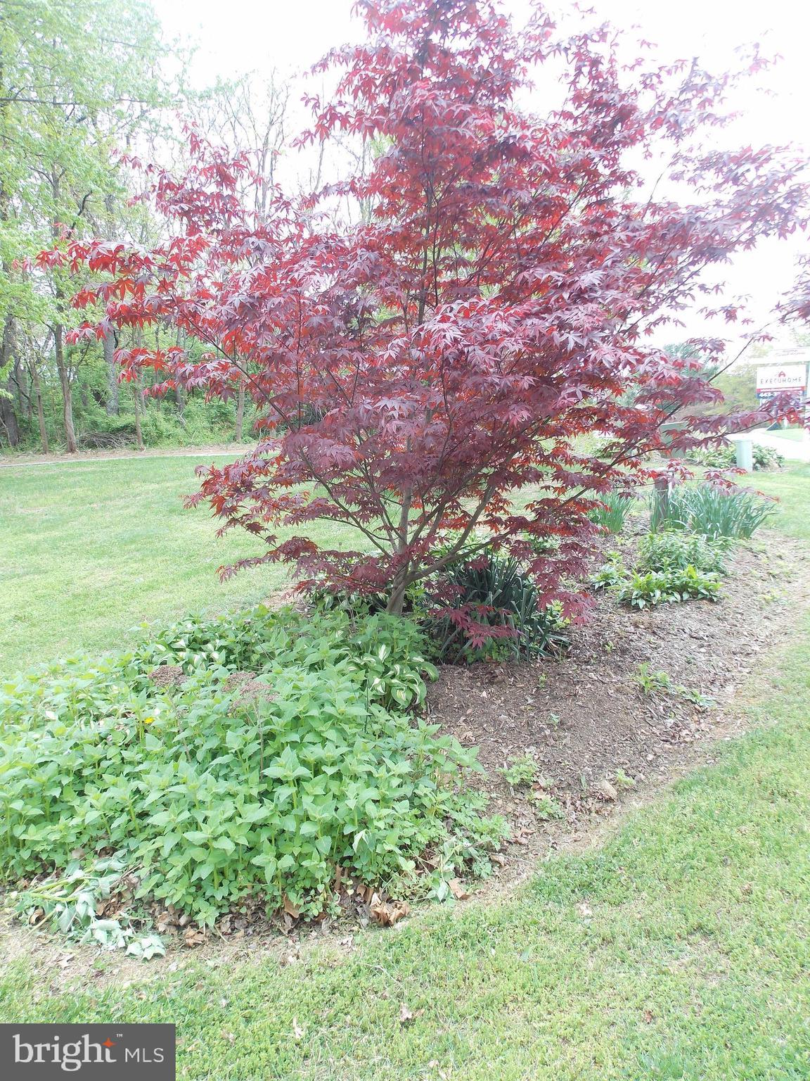 CARROLLYN MANOR - Residential