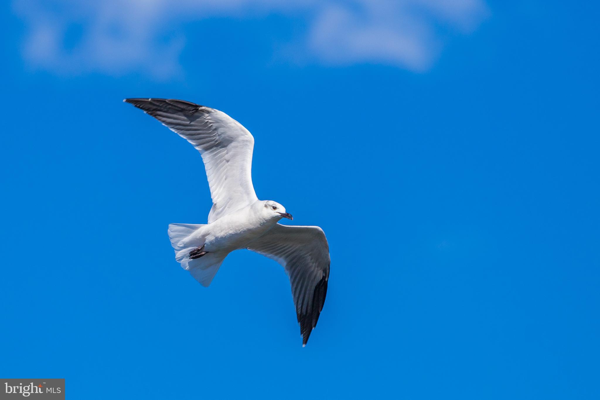 MURRAY POINT - Residential