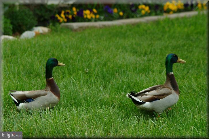 MURRAY POINT - Residential