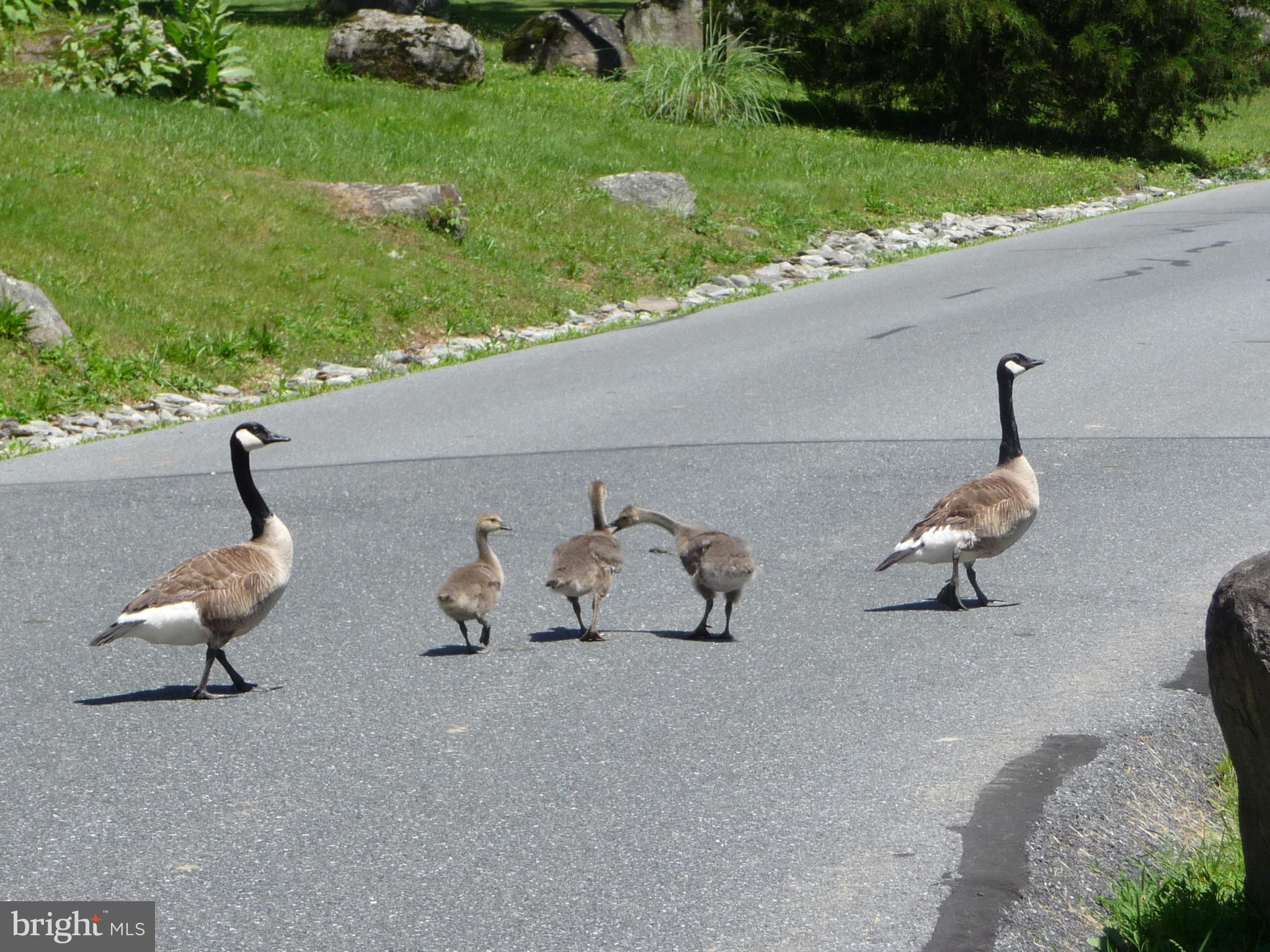 LAKE VIEW ESTATES - Residential