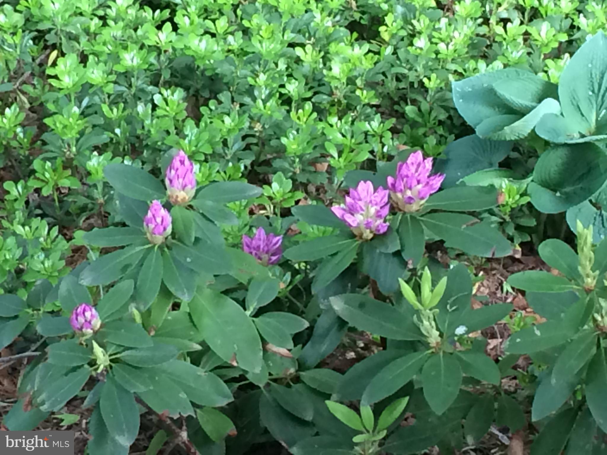 WOLF TRAP WOODS - Residential