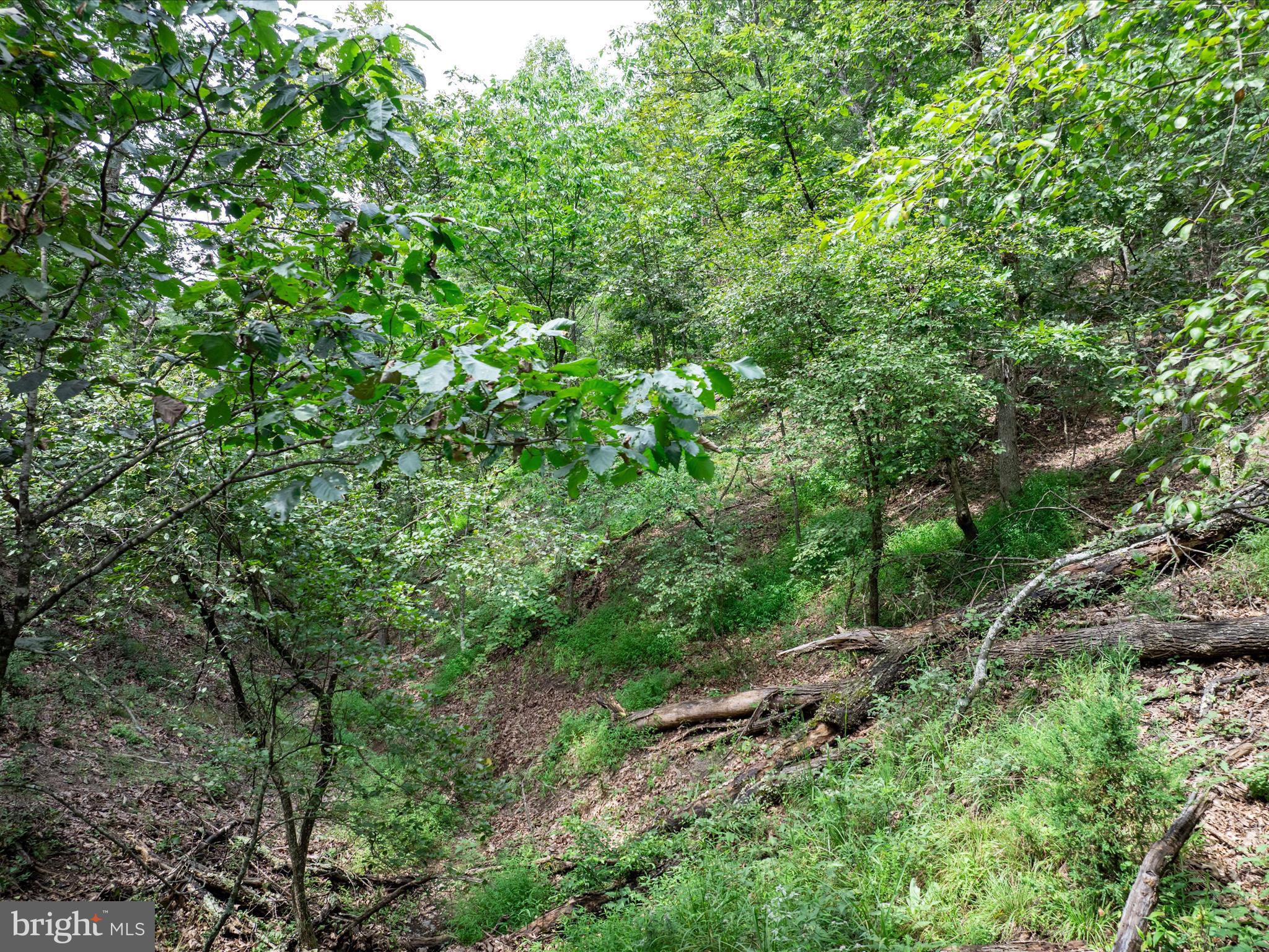 ASHTON FOREST - Land