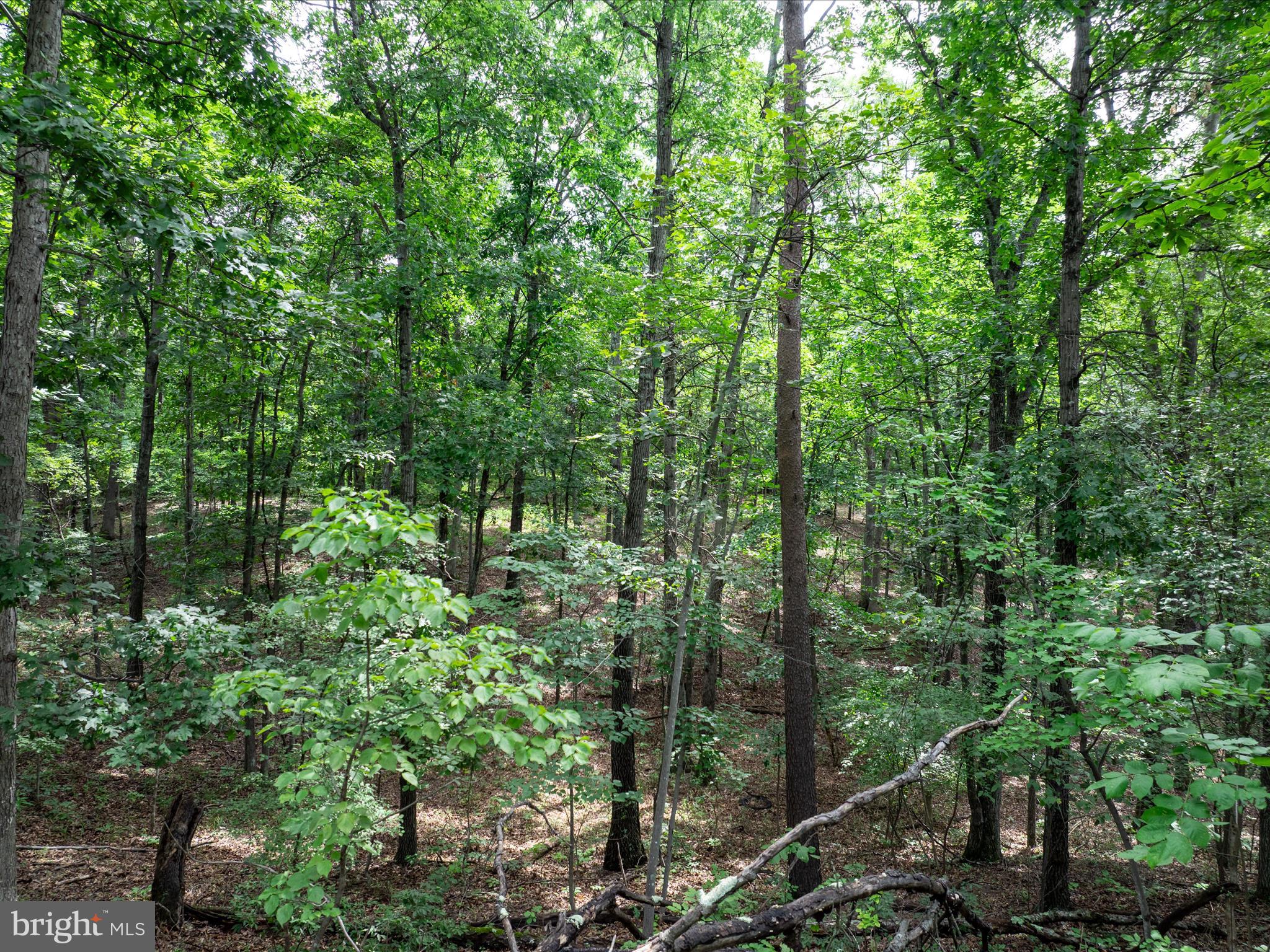 ASHTON FOREST - Land