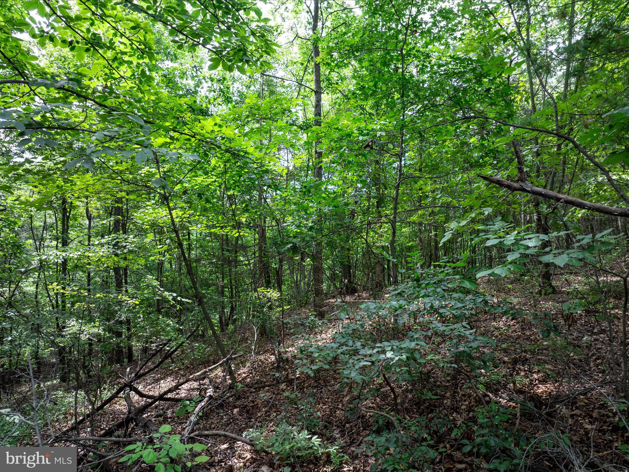 ASHTON FOREST - Land