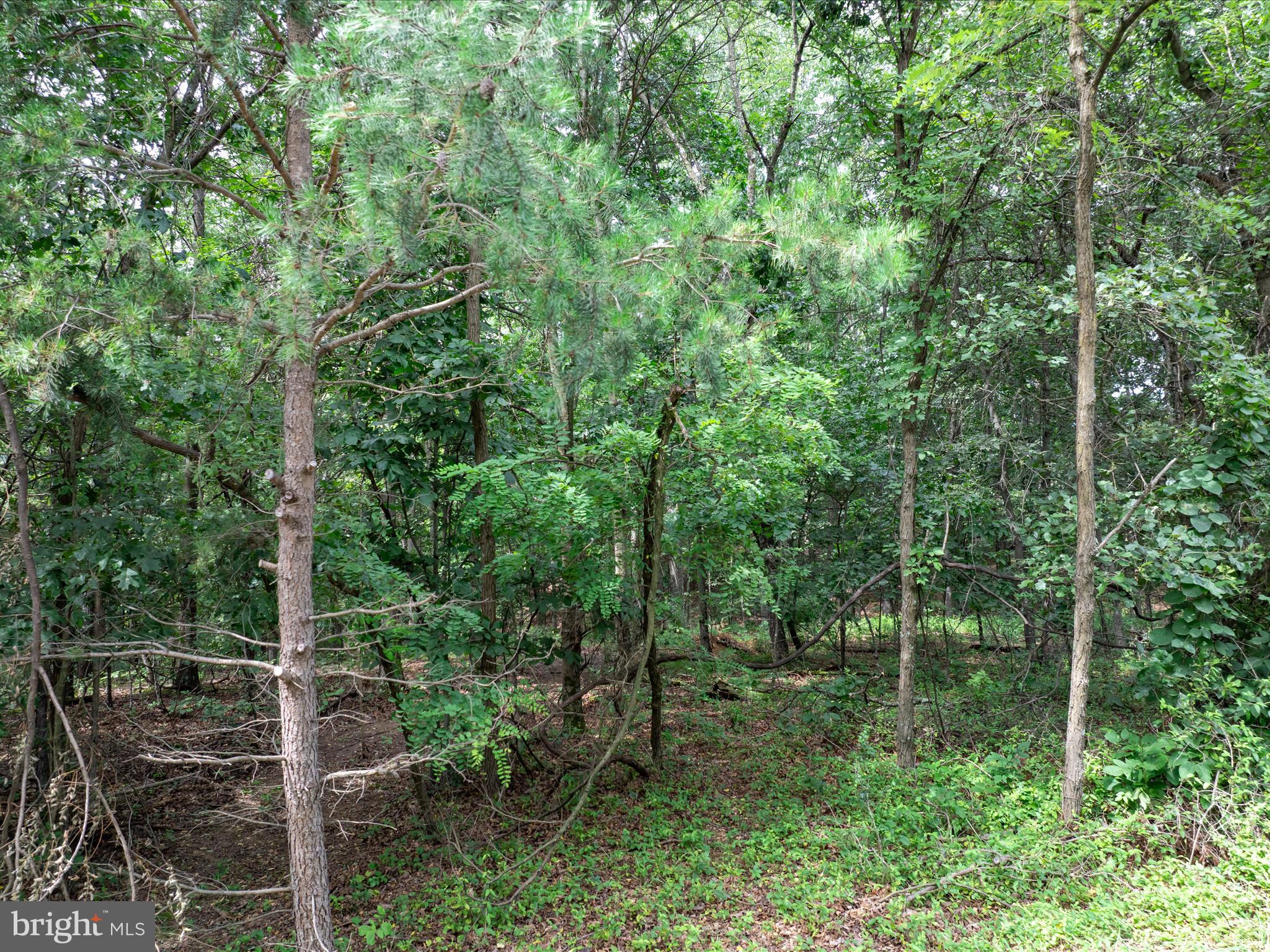 ASHTON FOREST - Land