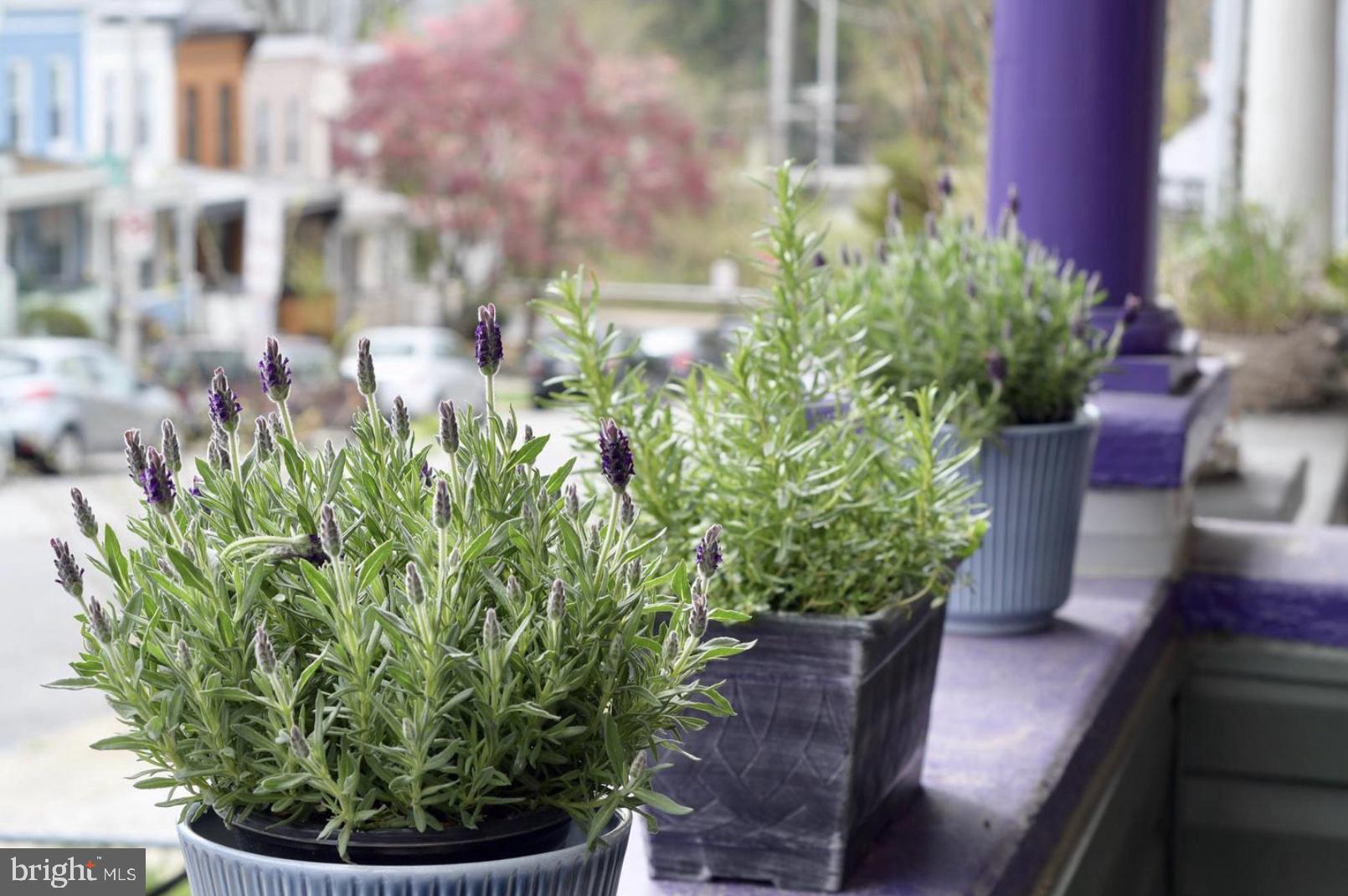 HAMPDEN HISTORIC DISTRICT - Residential Lease