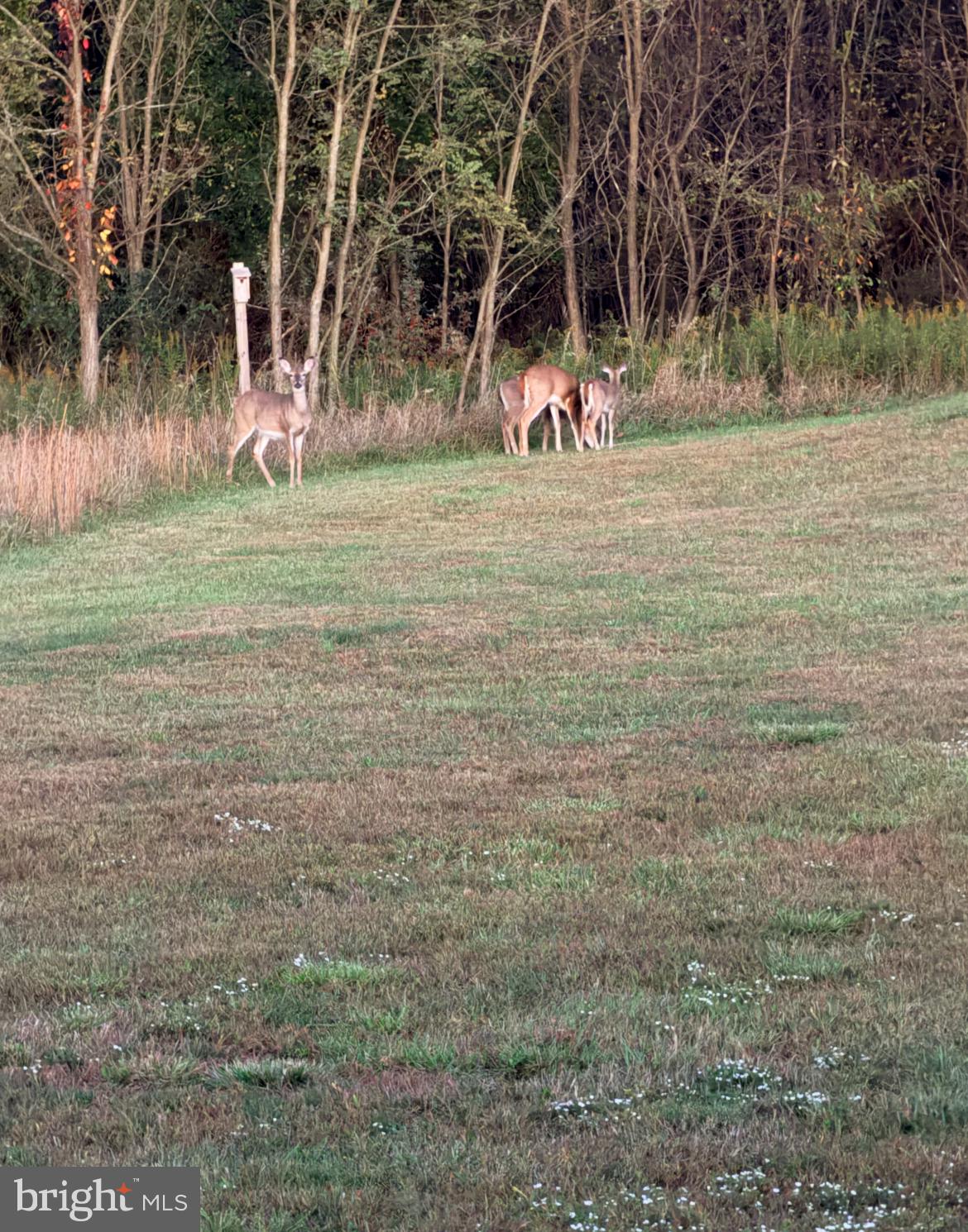 DENISE MEADOWS - Residential