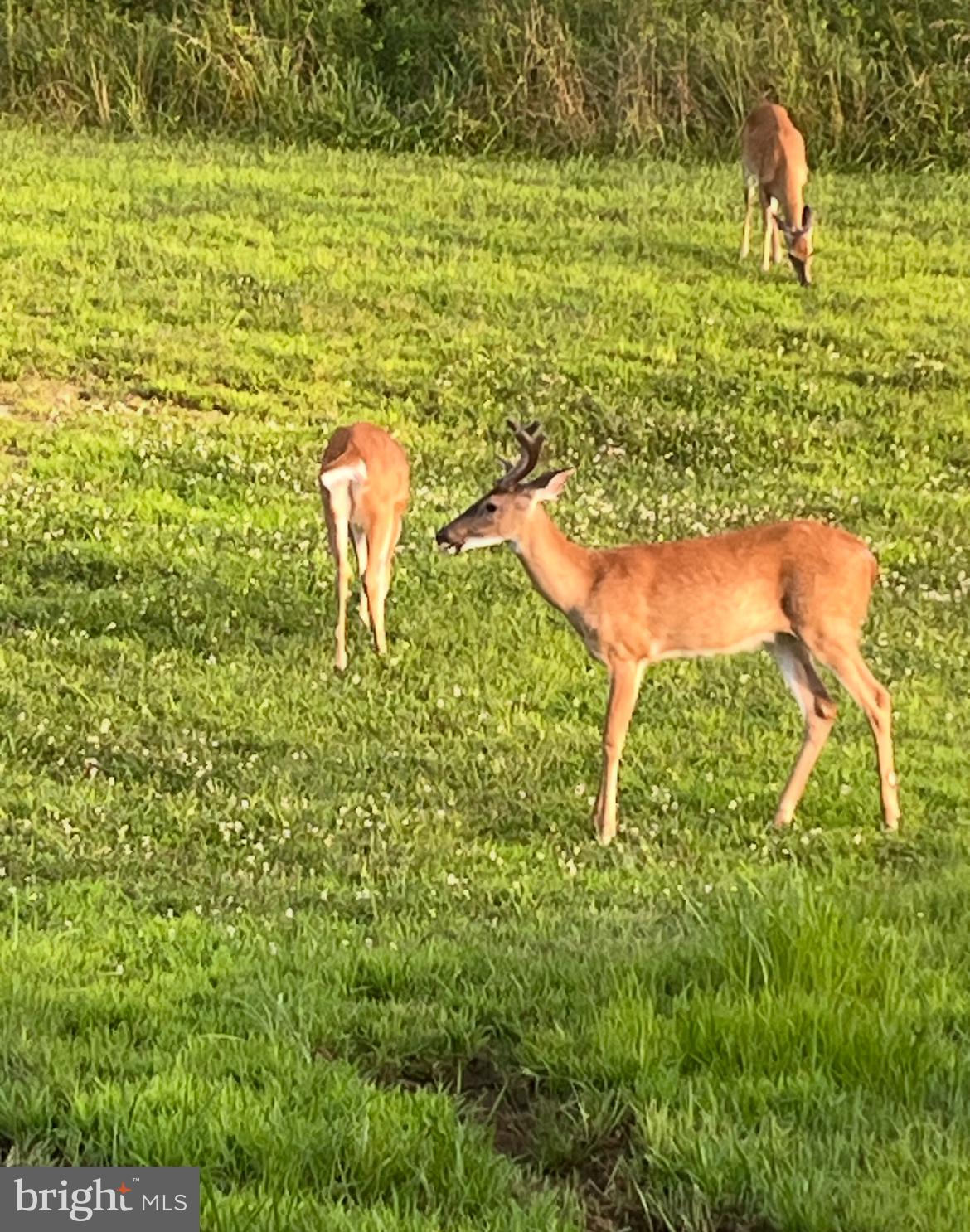 DENISE MEADOWS - Residential