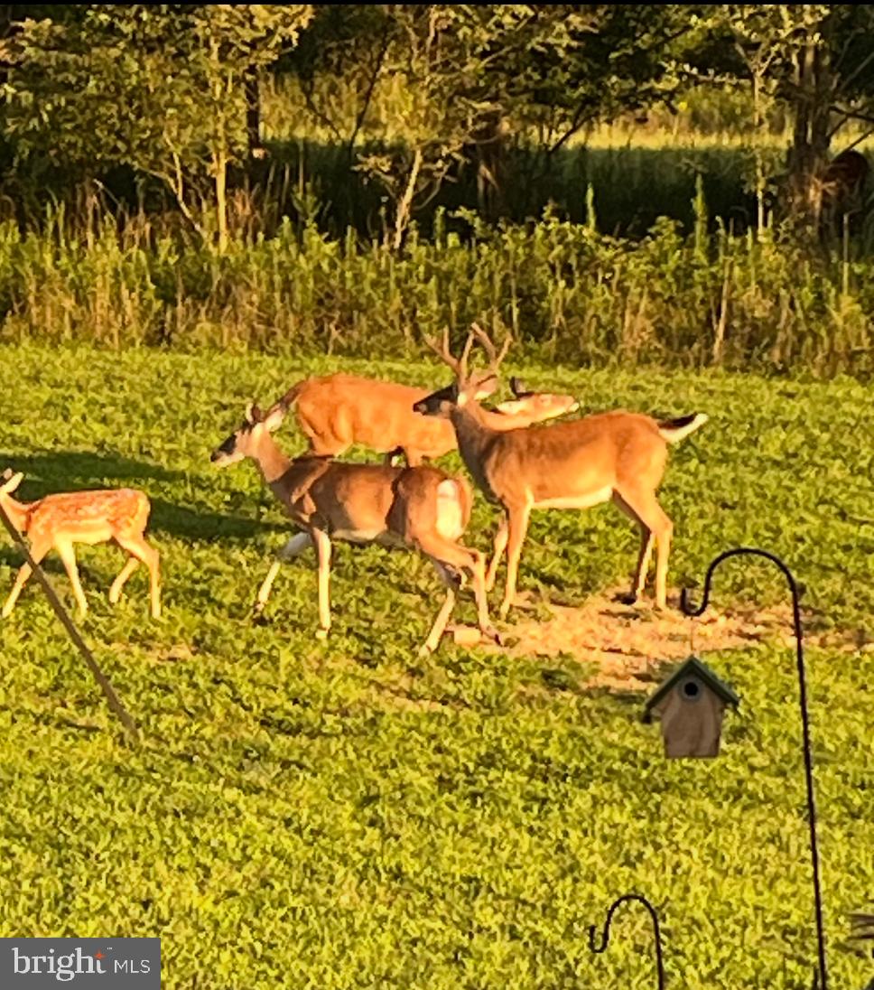 DENISE MEADOWS - Residential