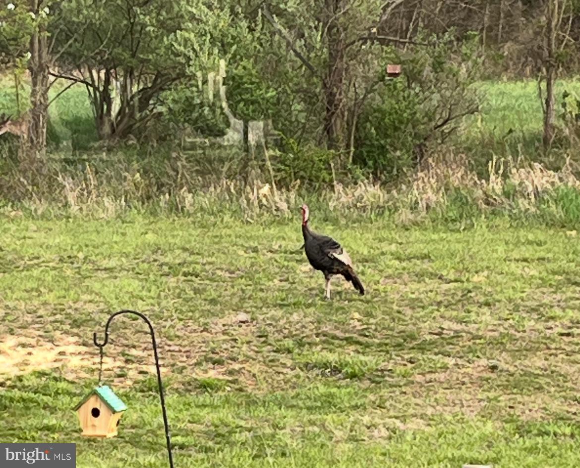 DENISE MEADOWS - Residential