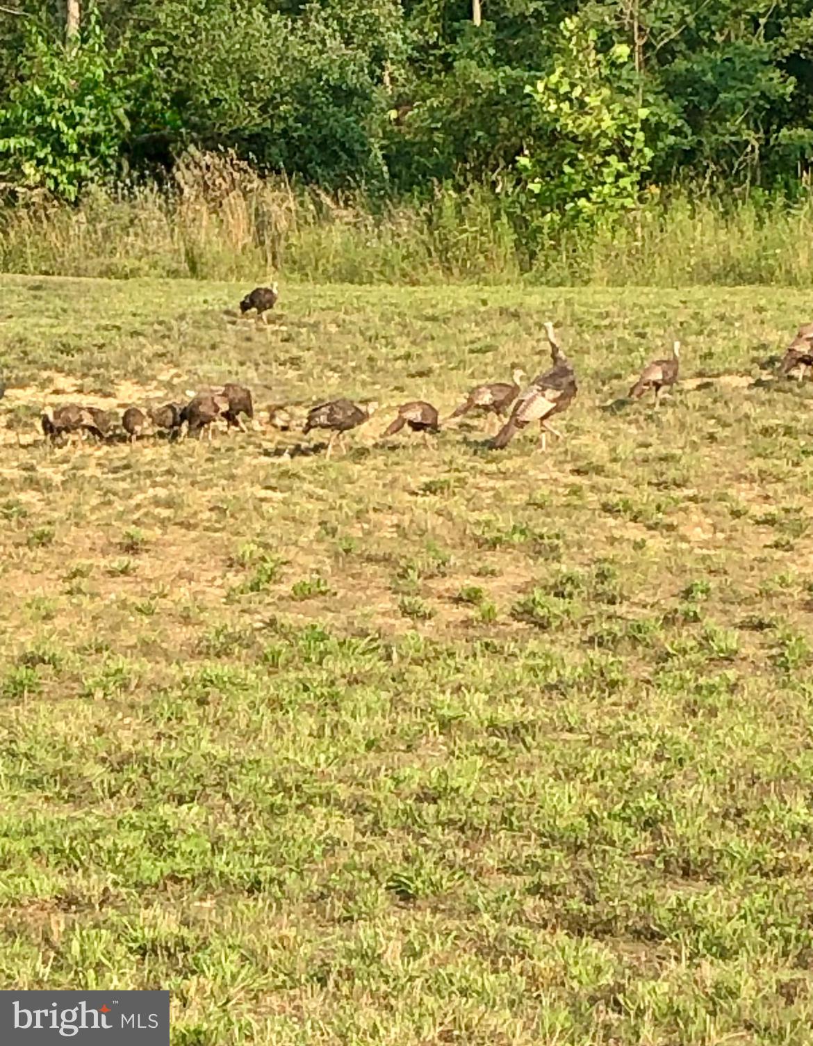 DENISE MEADOWS - Residential