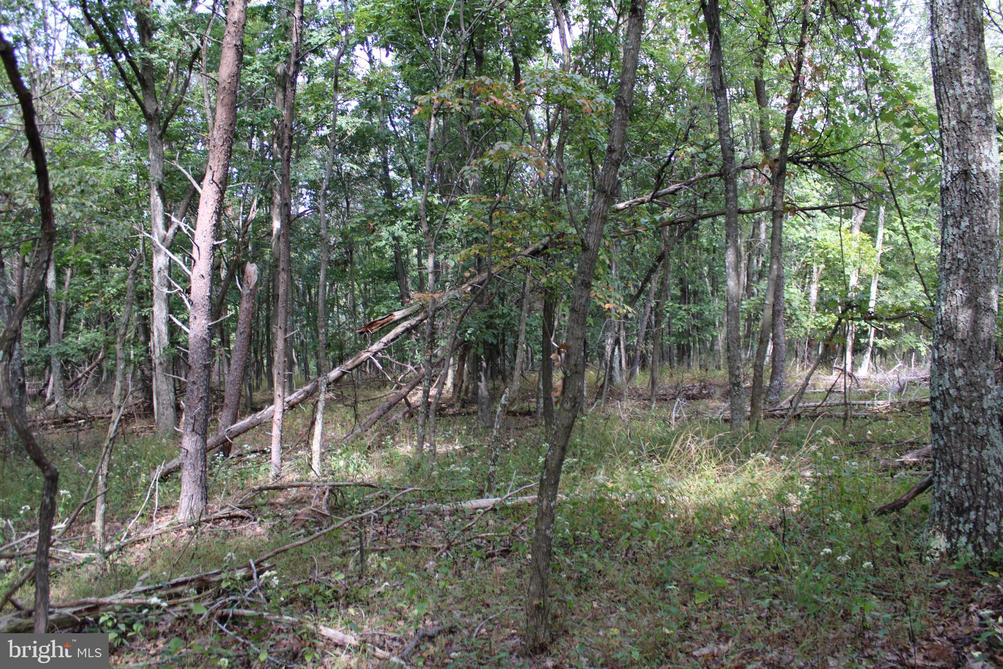 BLUFFS ON THE POTOMAC - Land