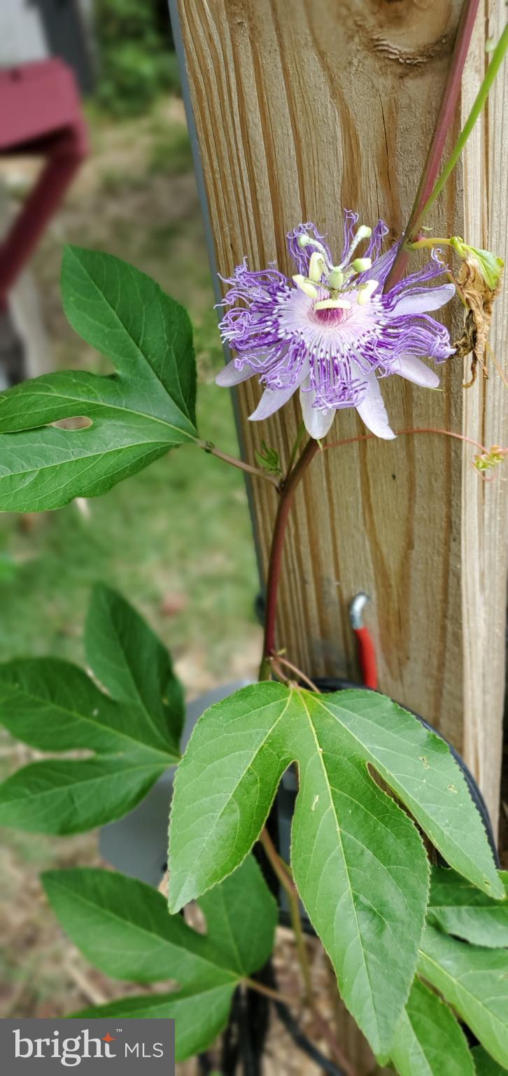 CHESTNUT HILLS - Residential