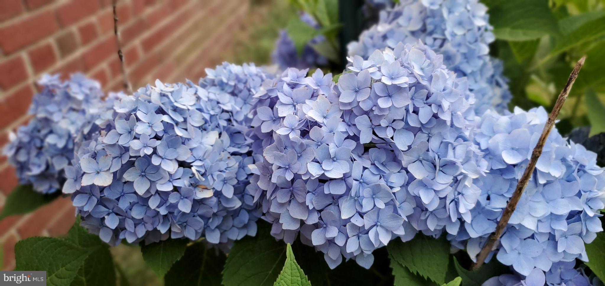 CHESTNUT HILLS - Residential