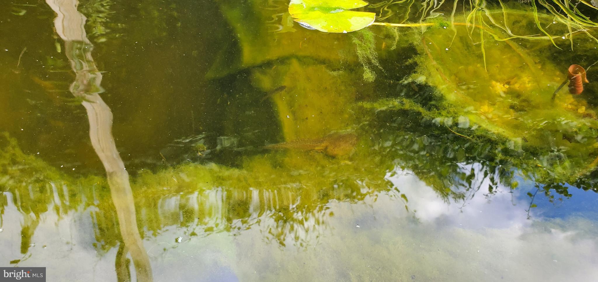 CHESTNUT HILLS - Residential