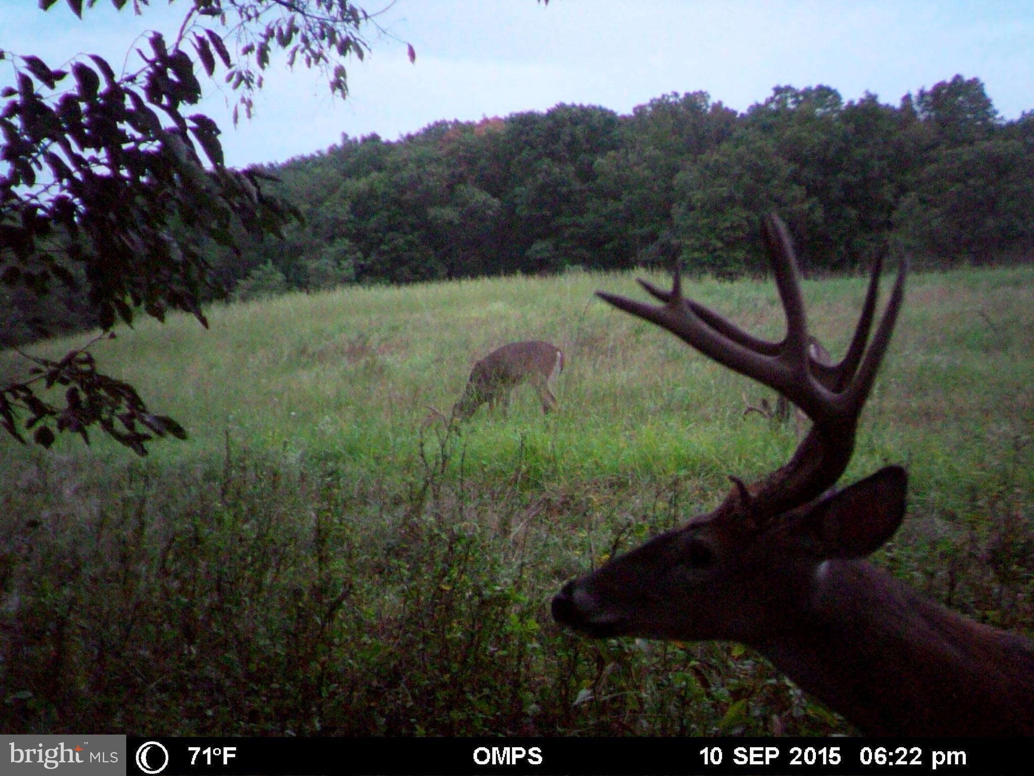 NONE AVAILABLE - Land