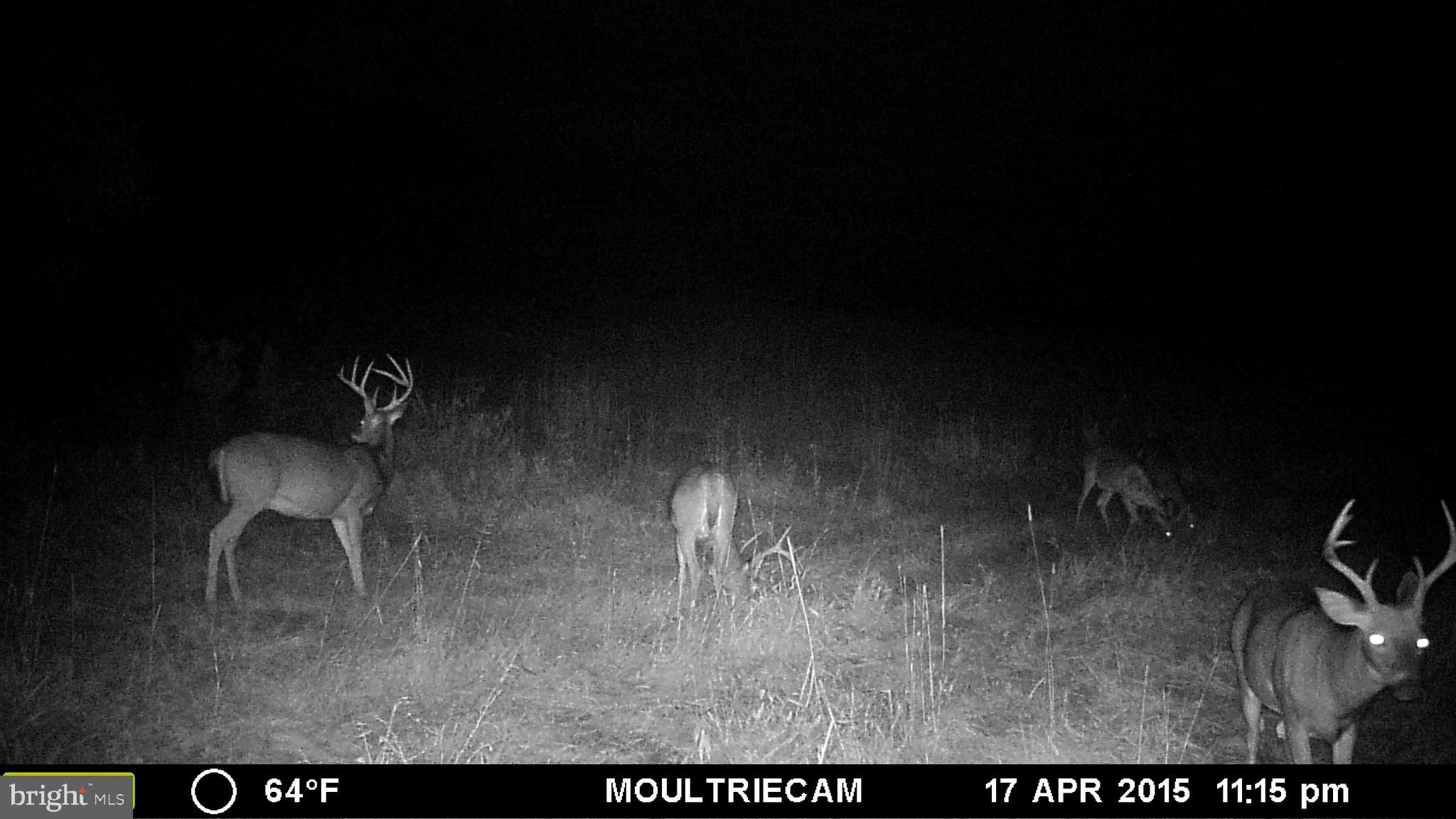 NONE AVAILABLE - Land