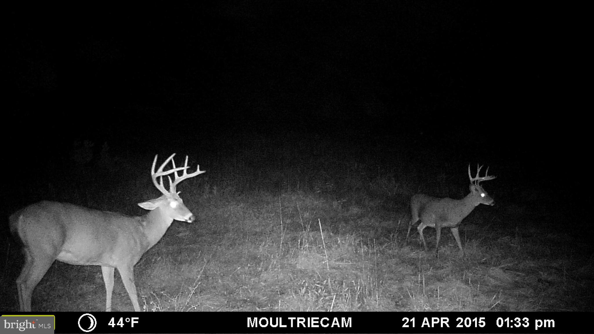 NONE AVAILABLE - Land