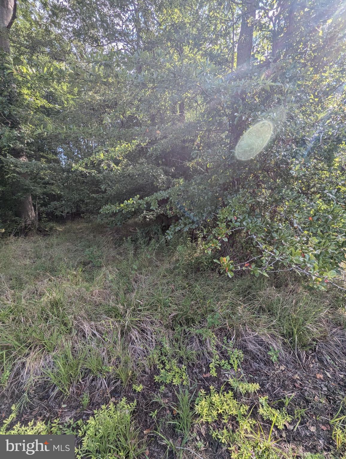 36788 SPRINGDALE DRIVE