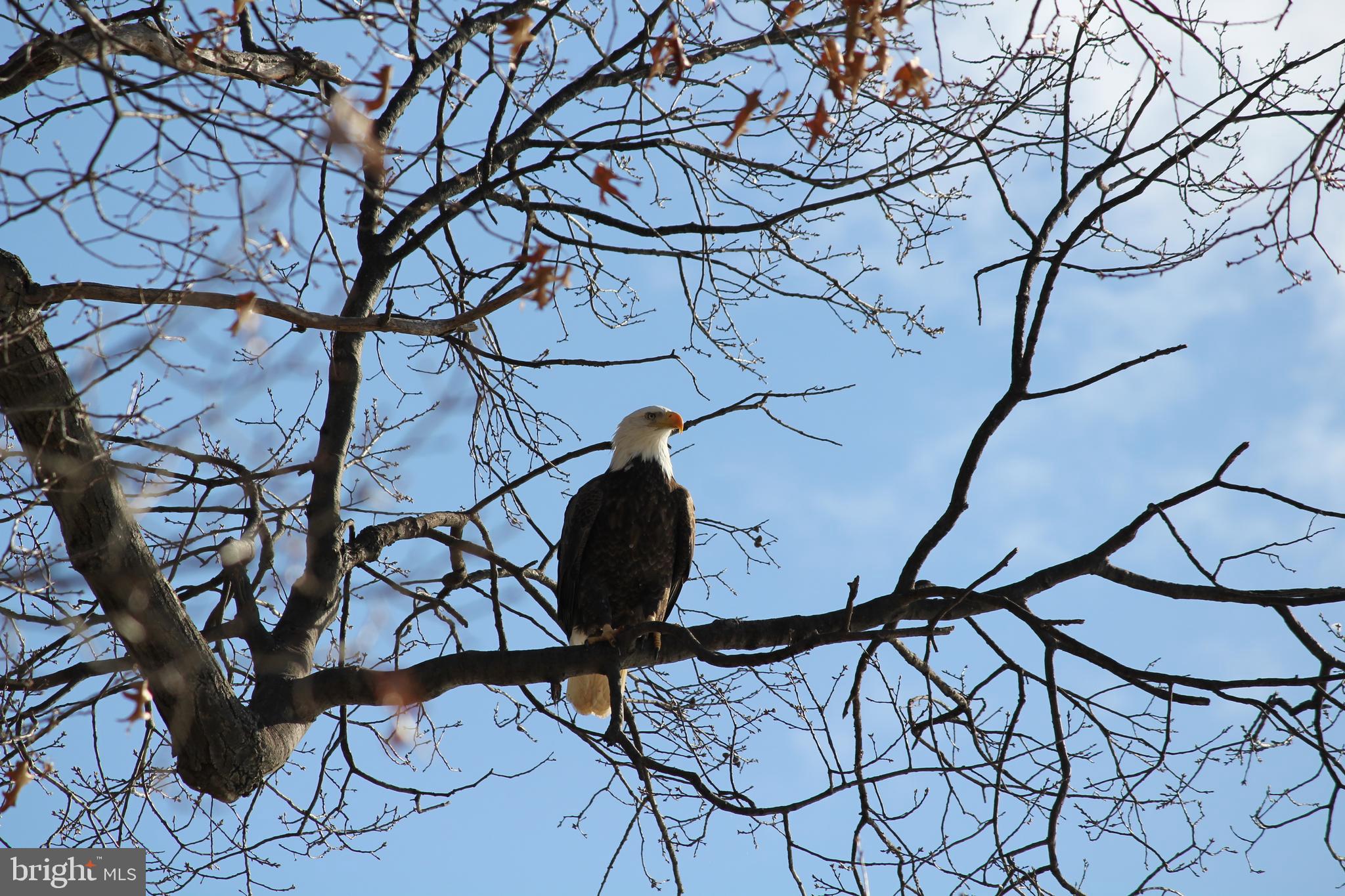 HALLOWING POINT RIVER ESTATES - Residential