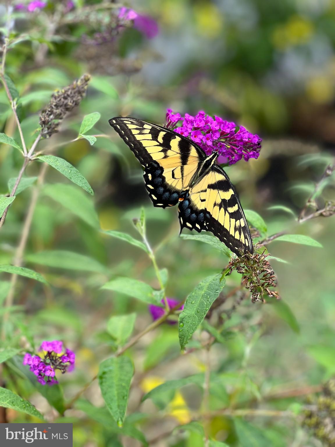 NESHAMINY VALLEY - Residential