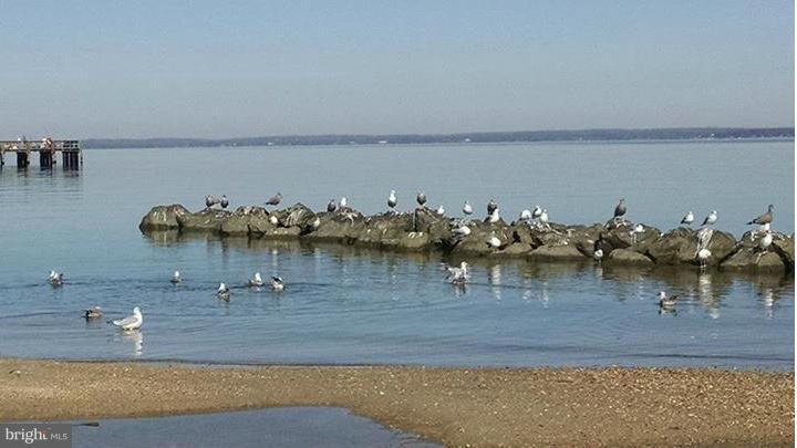 CLASSIC SHORES - Land