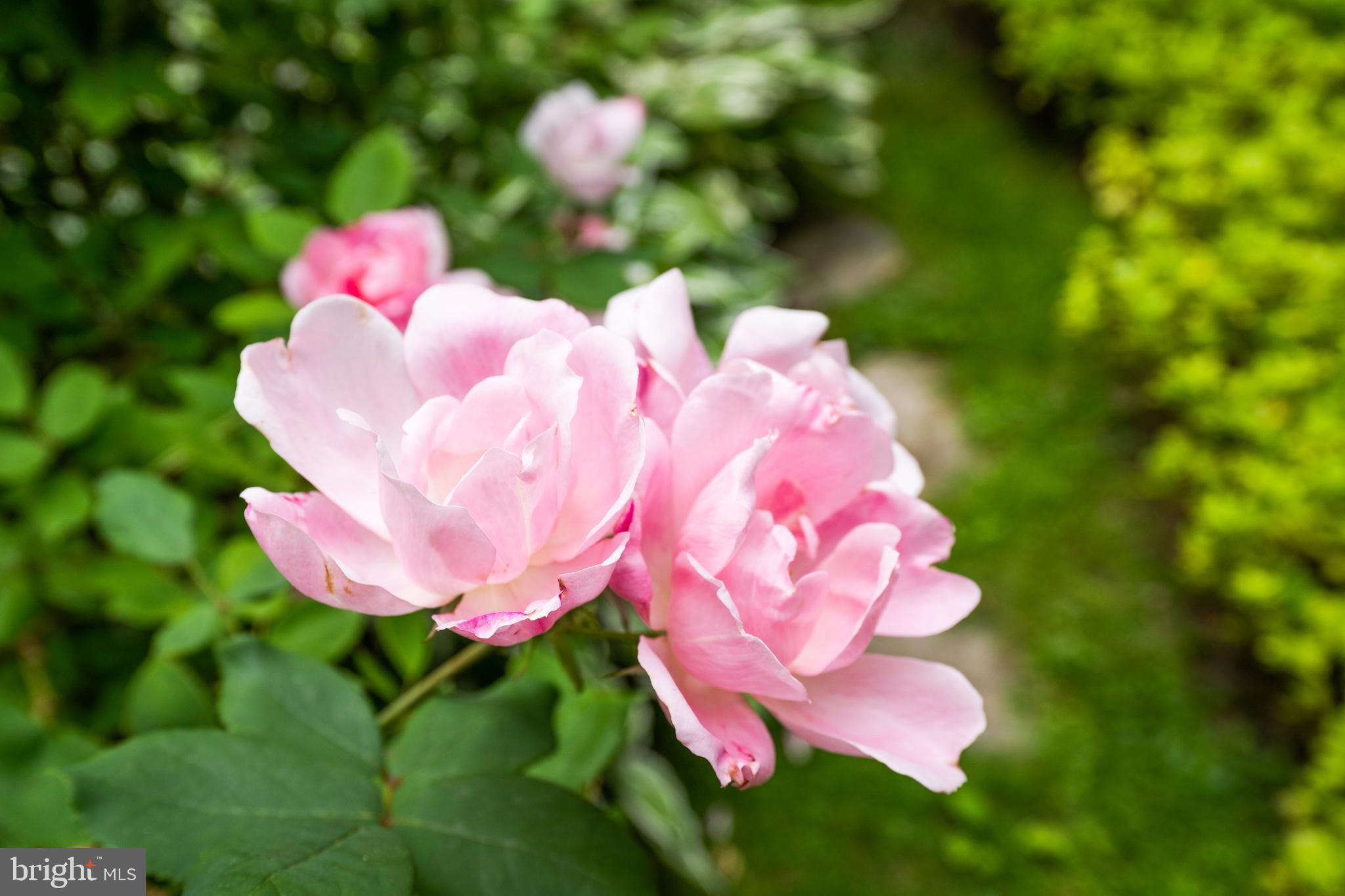 EDGEMOOR - Residential