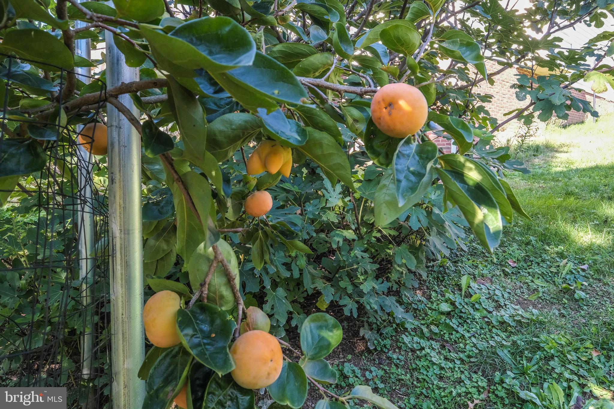 HAPPY CREEK KNOLLS - Residential