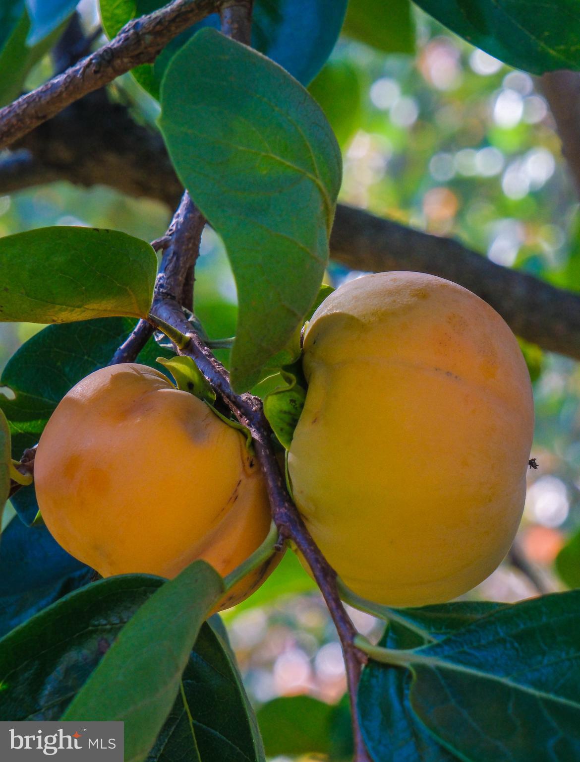 HAPPY CREEK KNOLLS - Residential