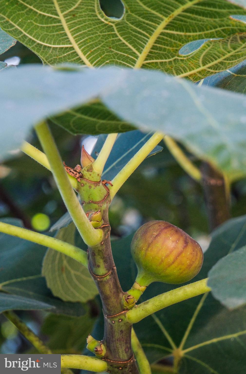 HAPPY CREEK KNOLLS - Residential