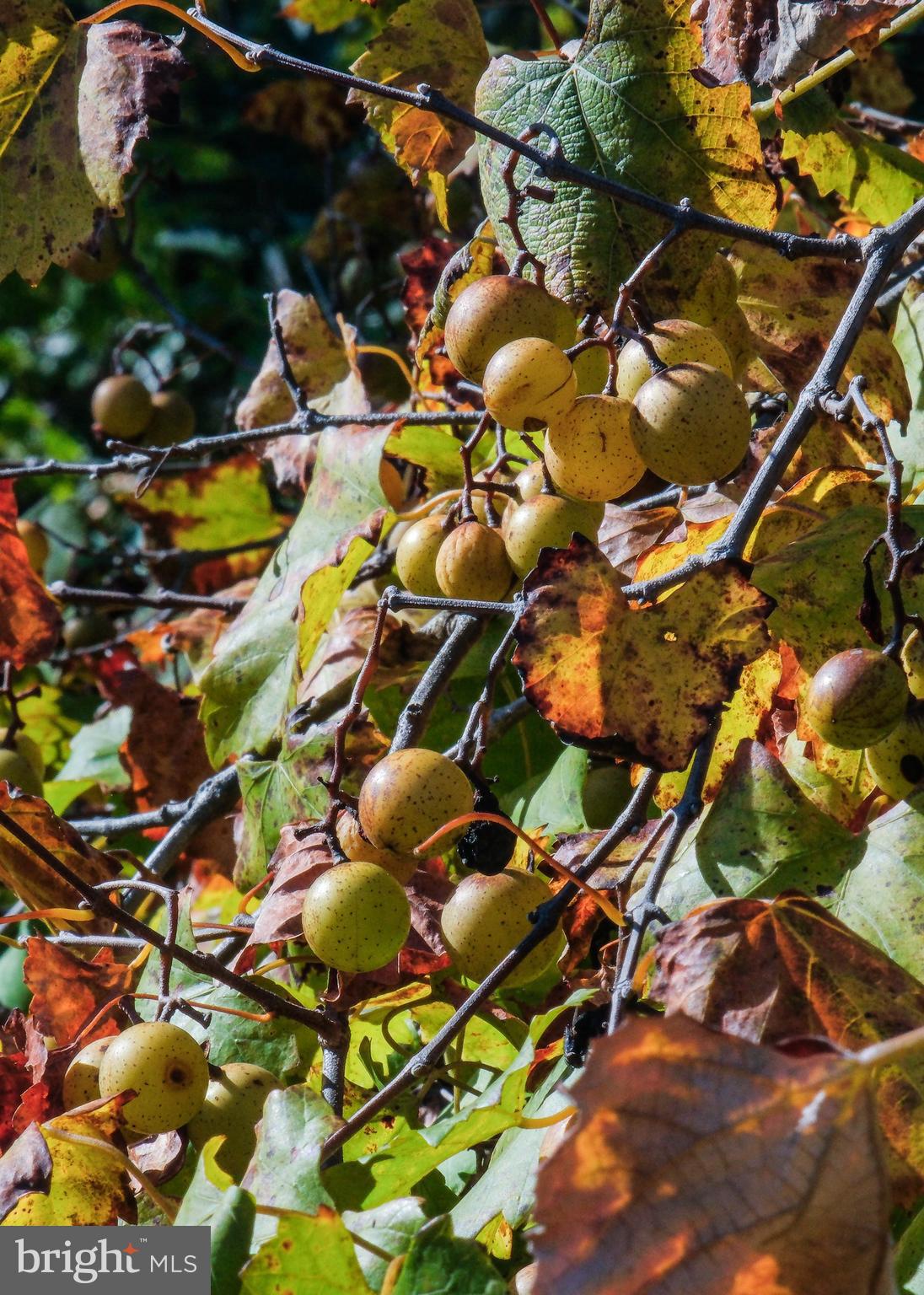 HAPPY CREEK KNOLLS - Residential