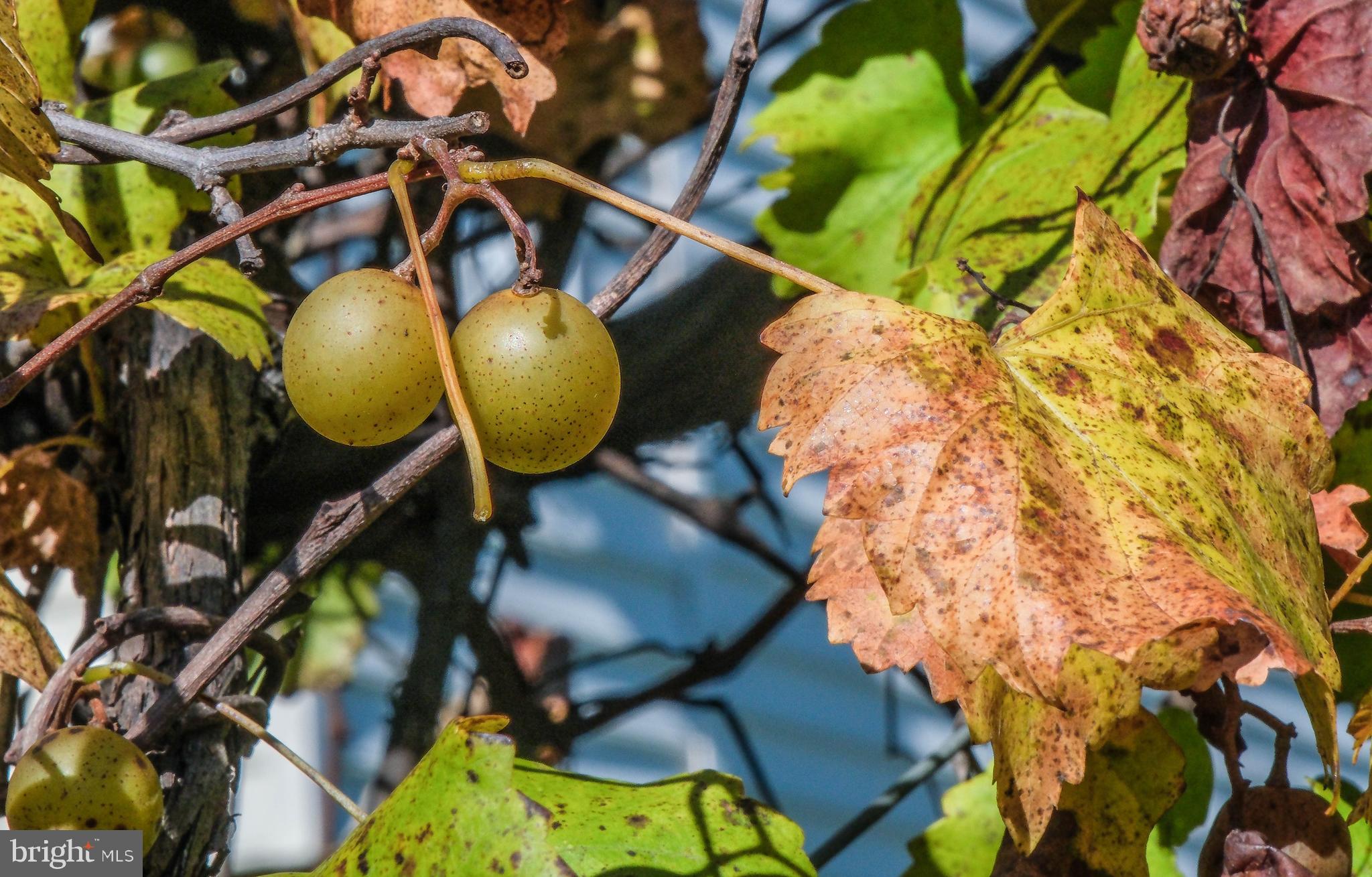 HAPPY CREEK KNOLLS - Residential