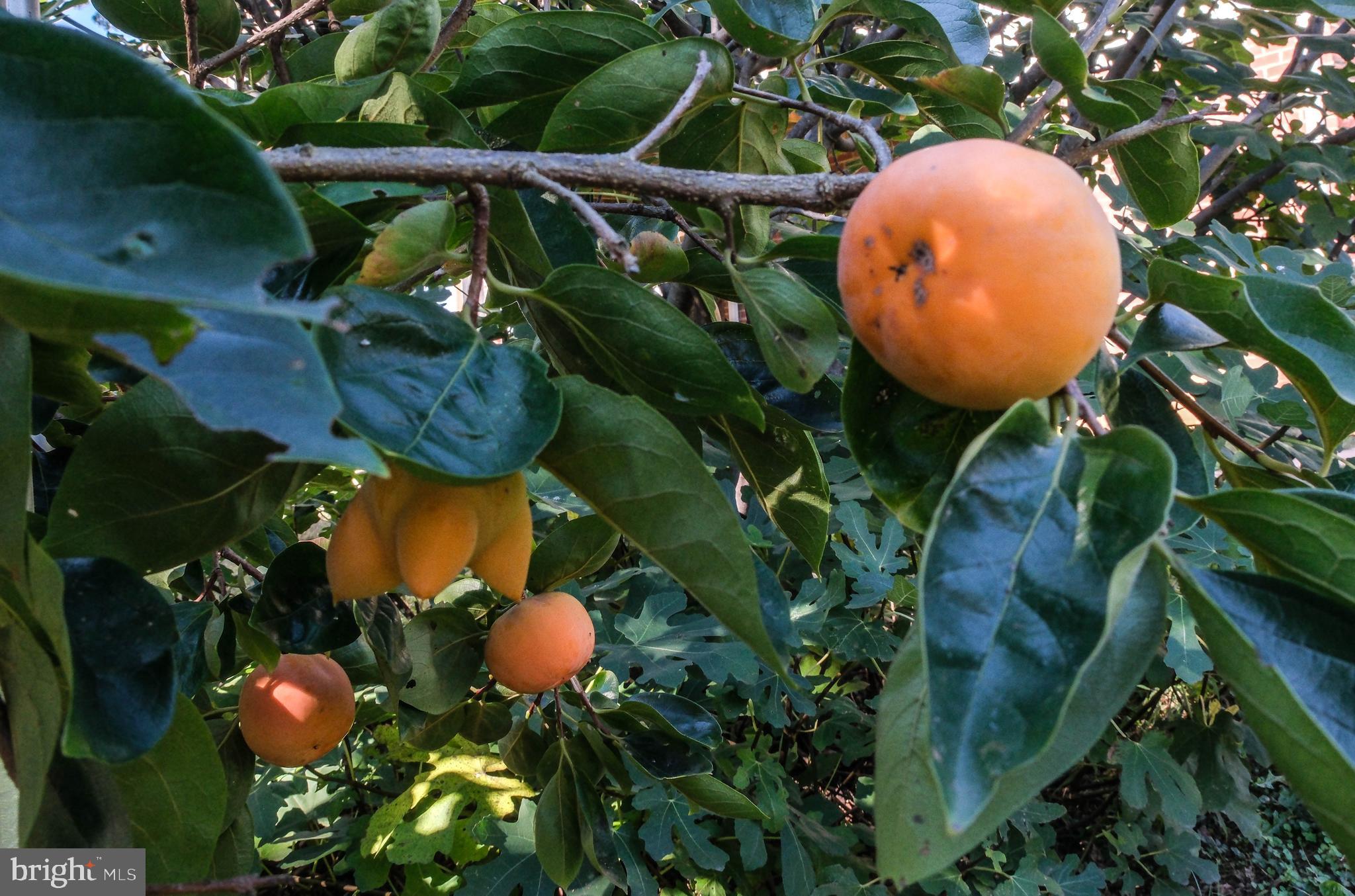 HAPPY CREEK KNOLLS - Residential