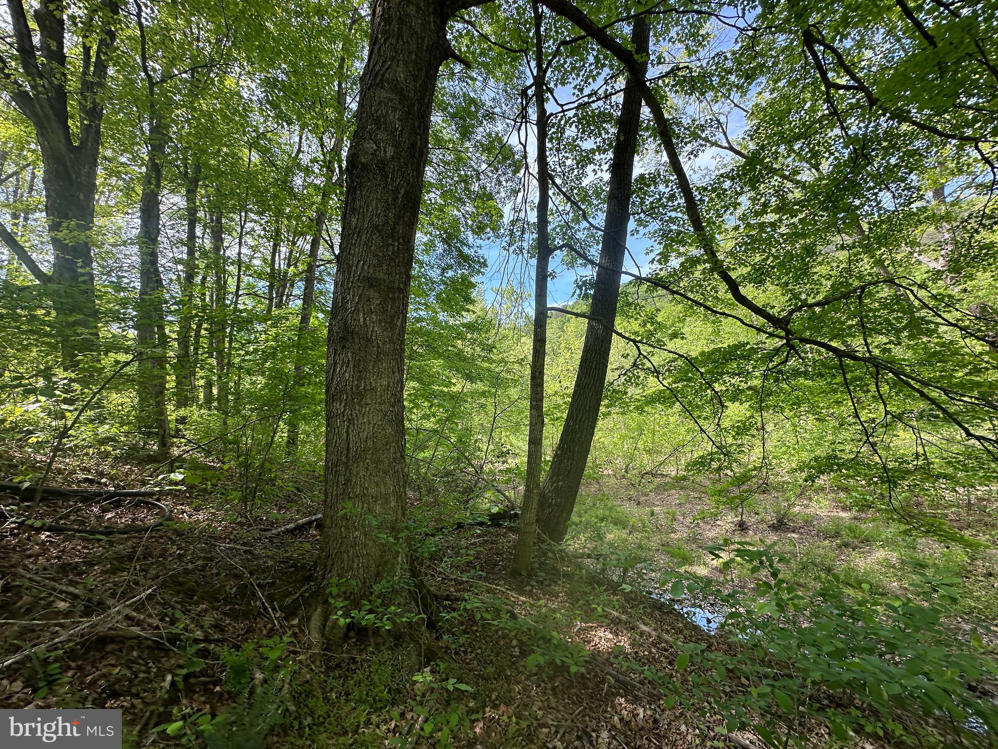 CACAPON HILLS - Land