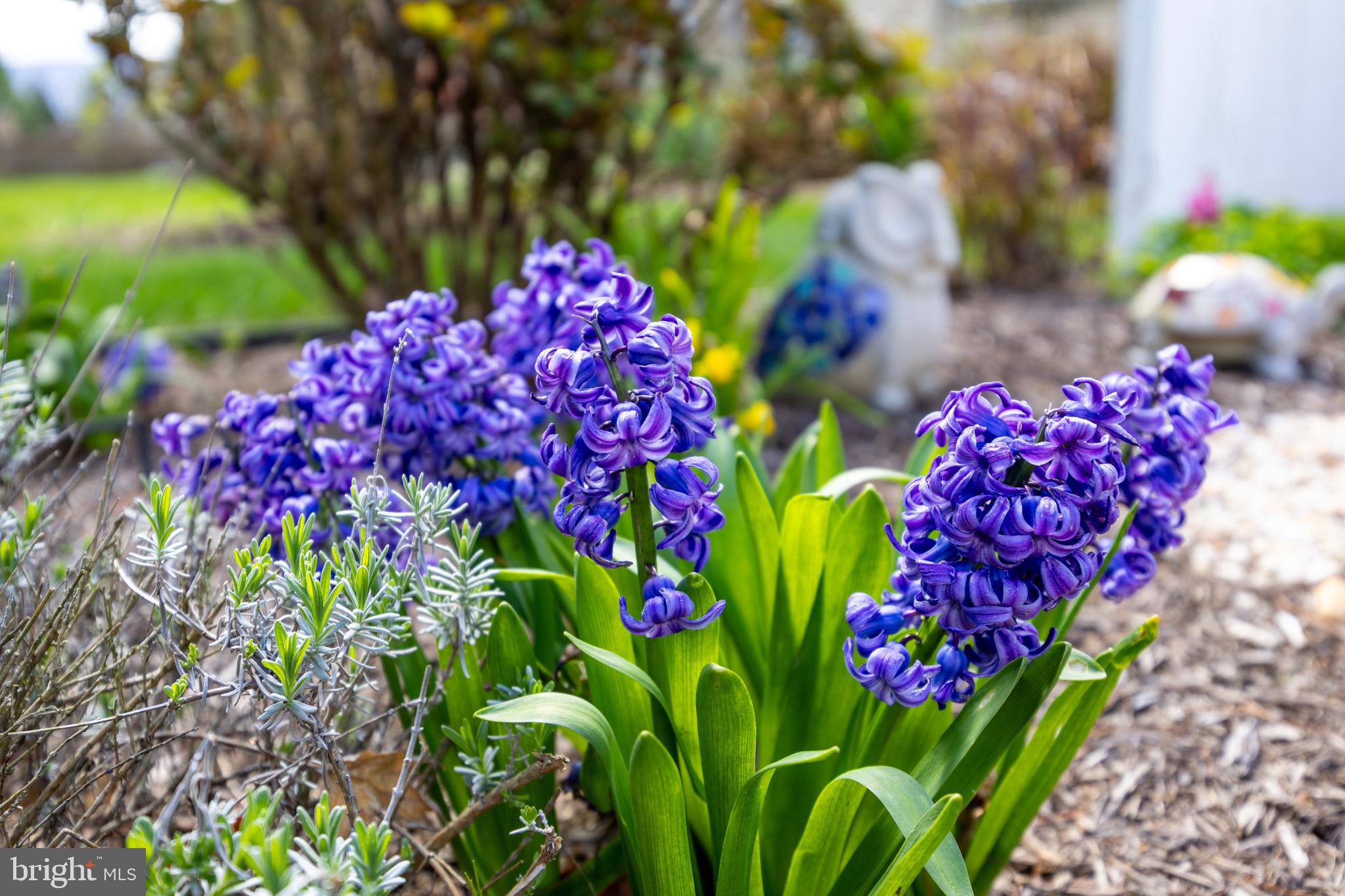 MOUNTAINVIEW - Residential