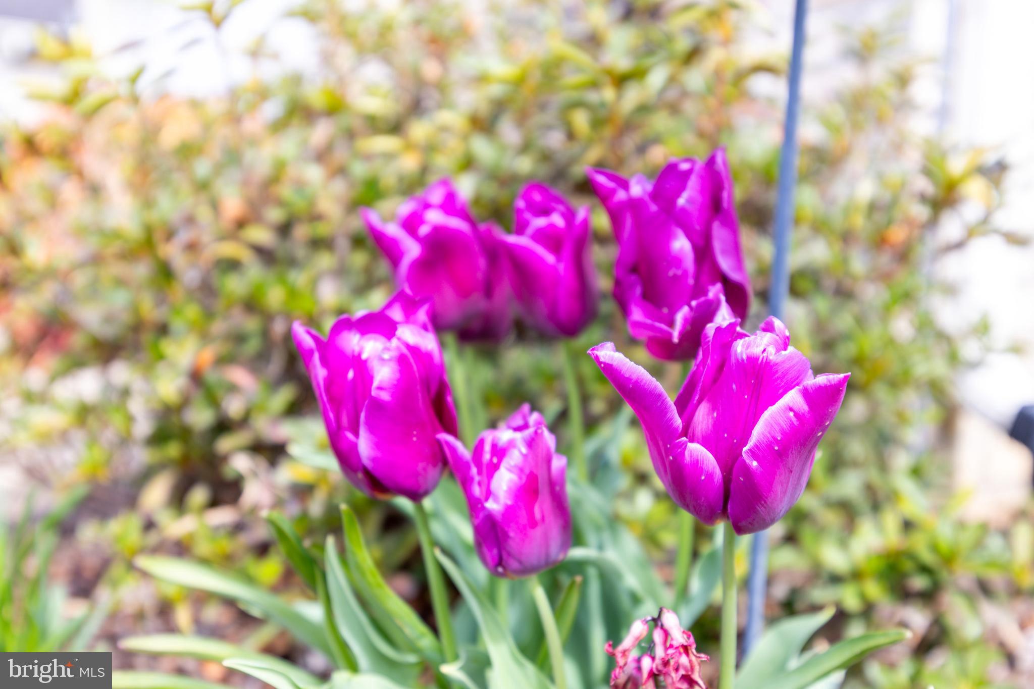 MOUNTAINVIEW - Residential