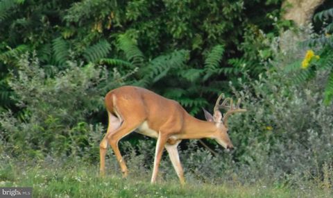 158.5 Acres Lot 3 LAUREL GROVE RD. WINCHESTER VA 22602