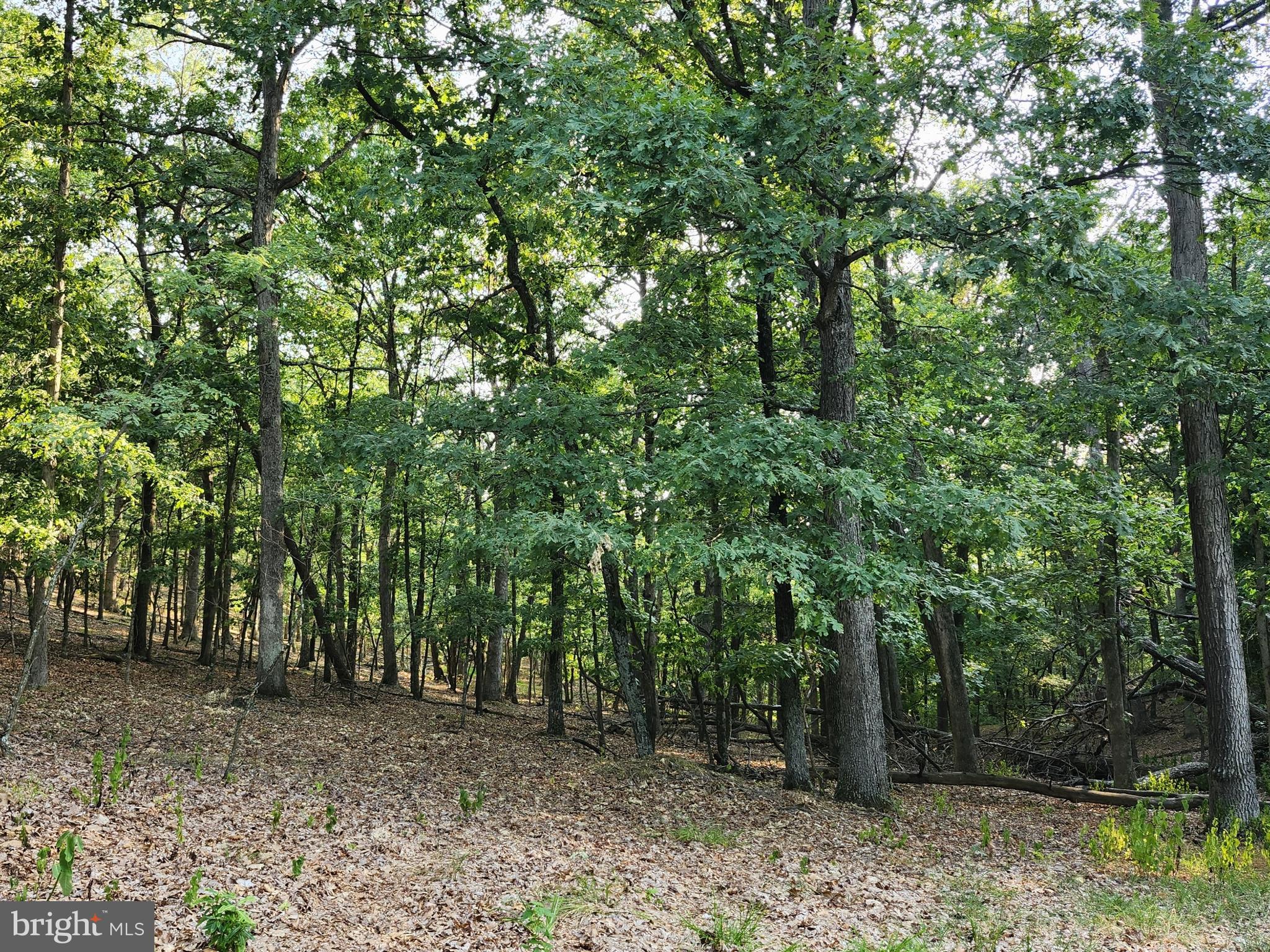 THE WOODS AT TAYLOR LAKE - Land