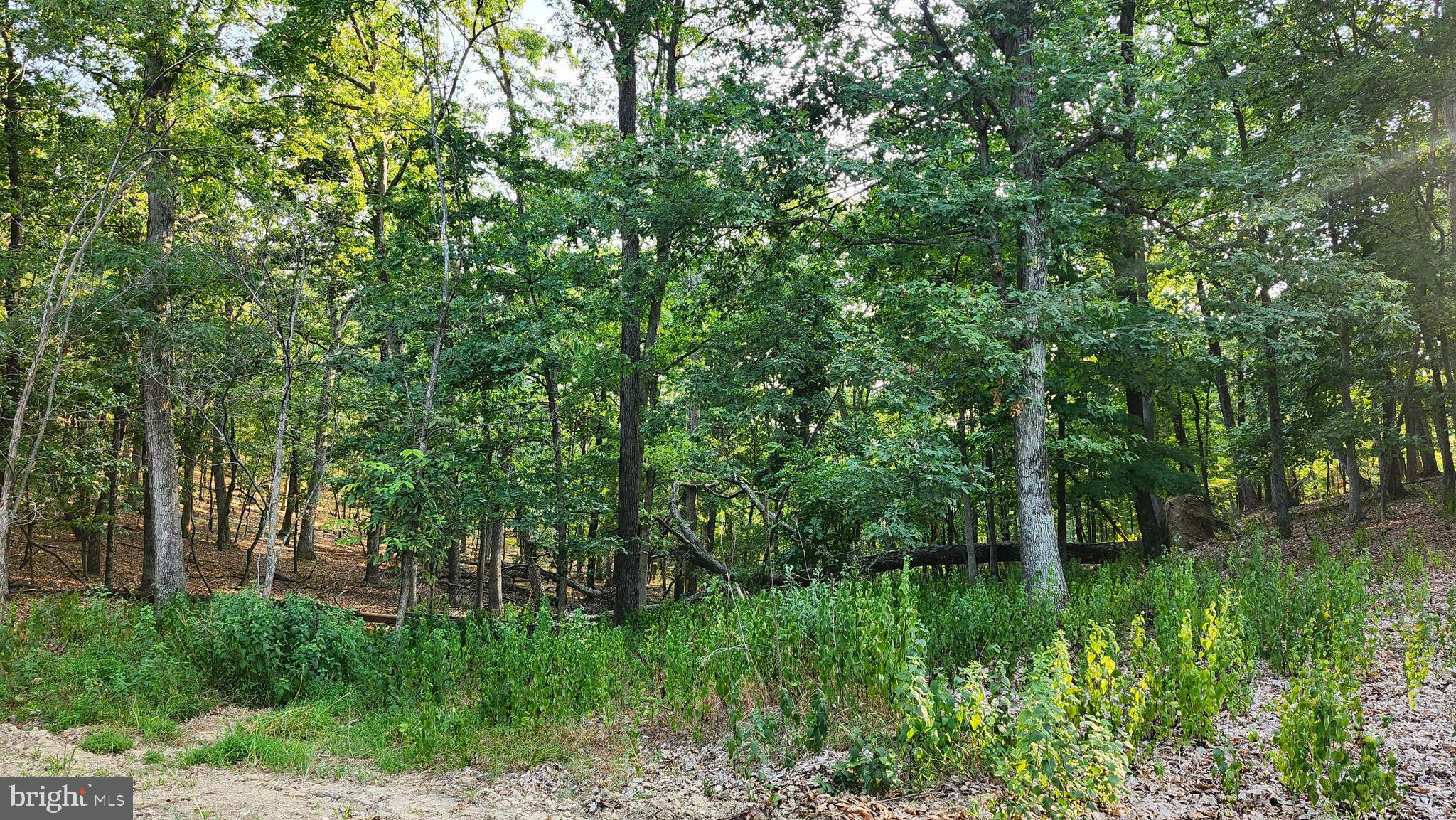 THE WOODS AT TAYLOR LAKE - Land