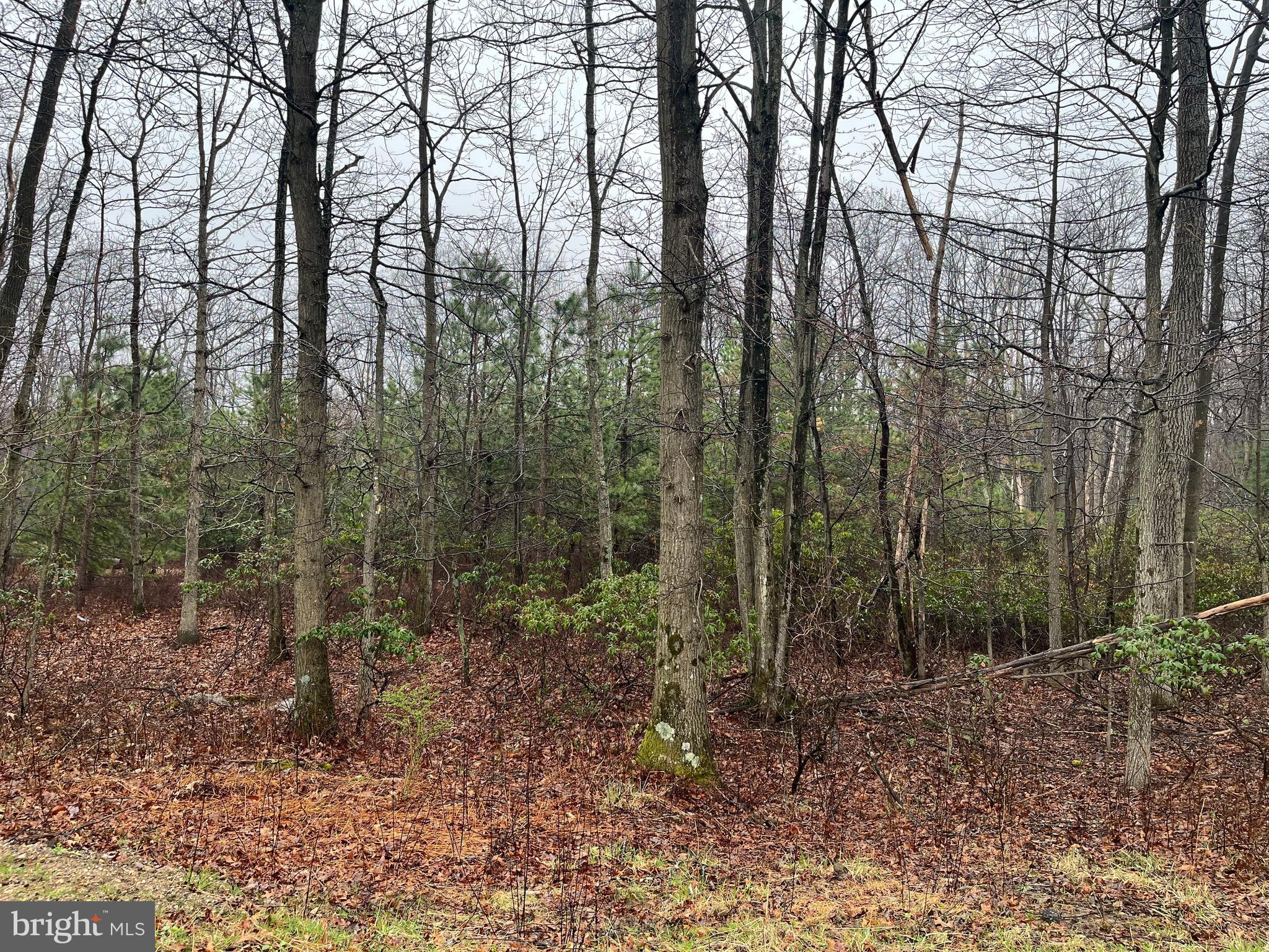 SCARLETT OAKS - Land