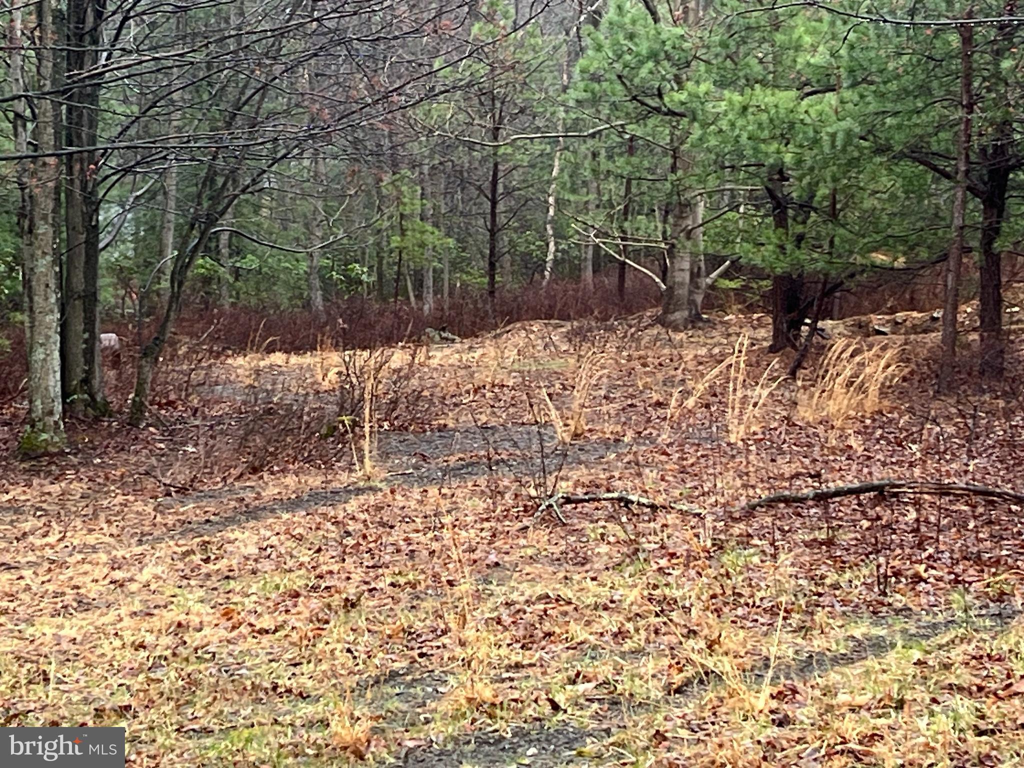 SCARLETT OAKS - Land