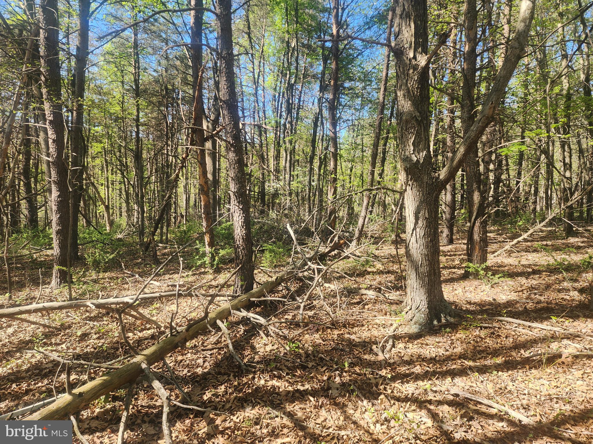 SPRING GAP MOUNTAIN - Land