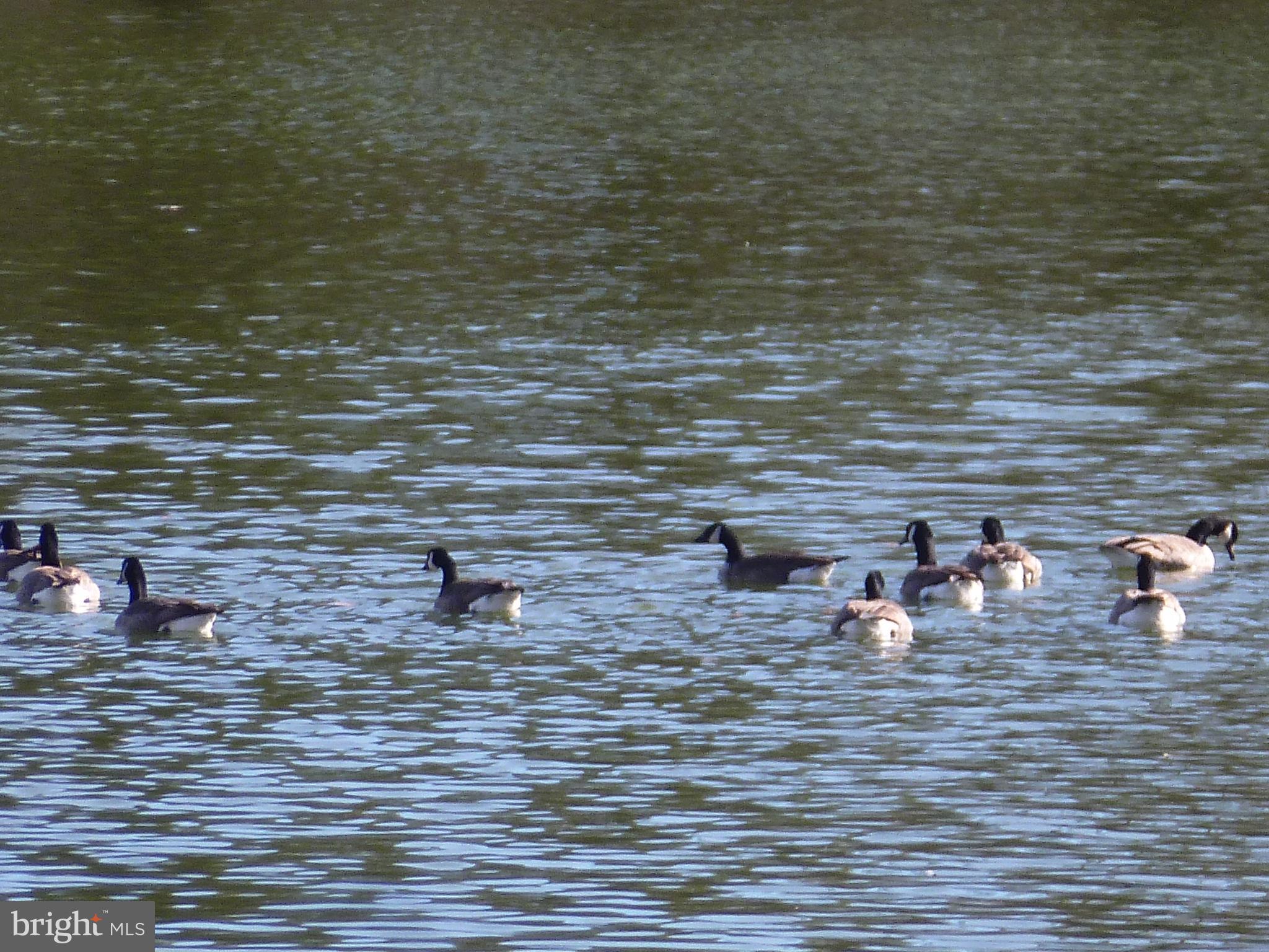 1708 LAKE SHORE CREST DRIVE 14