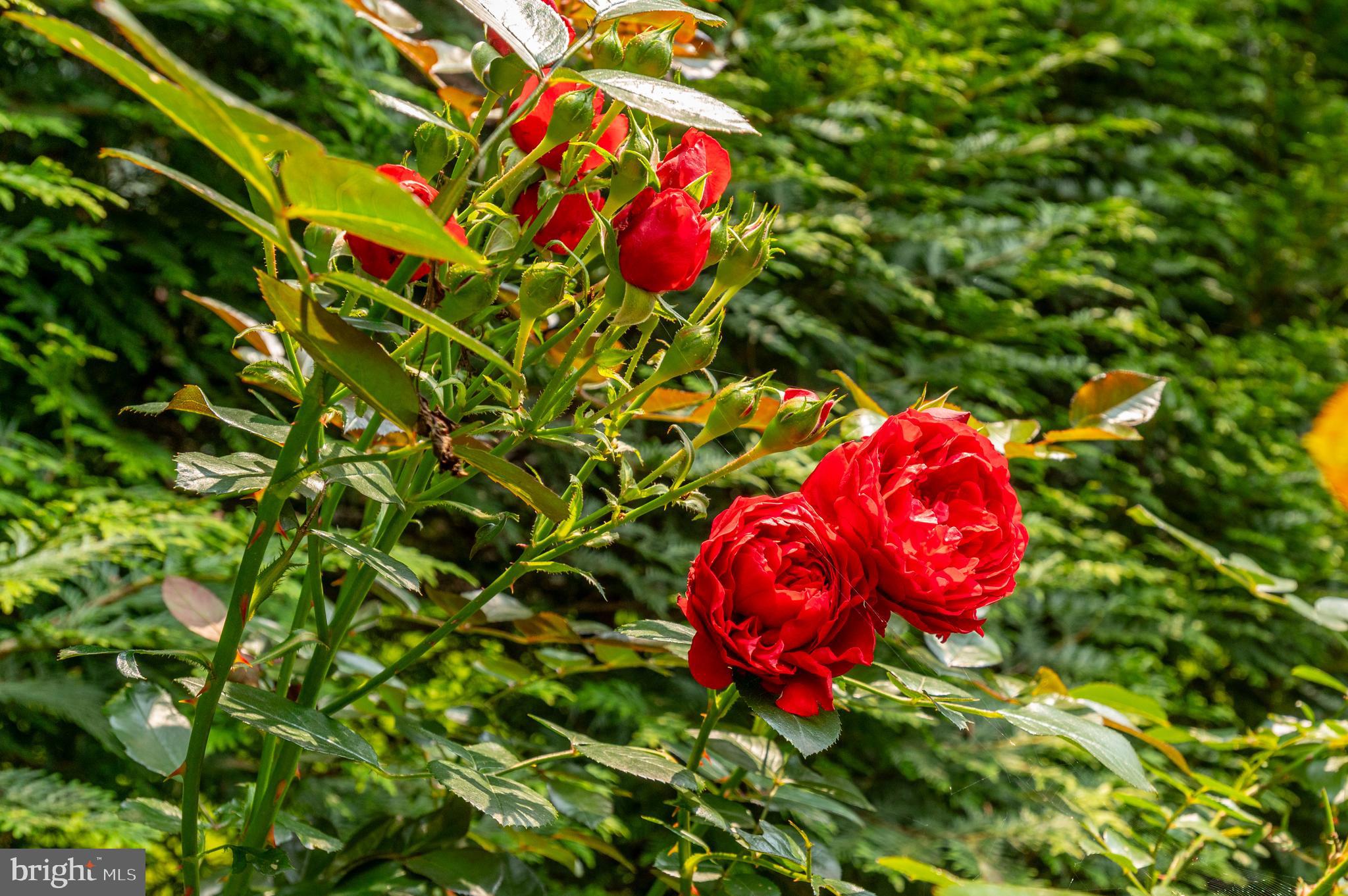 LANGLEY FOREST - Residential