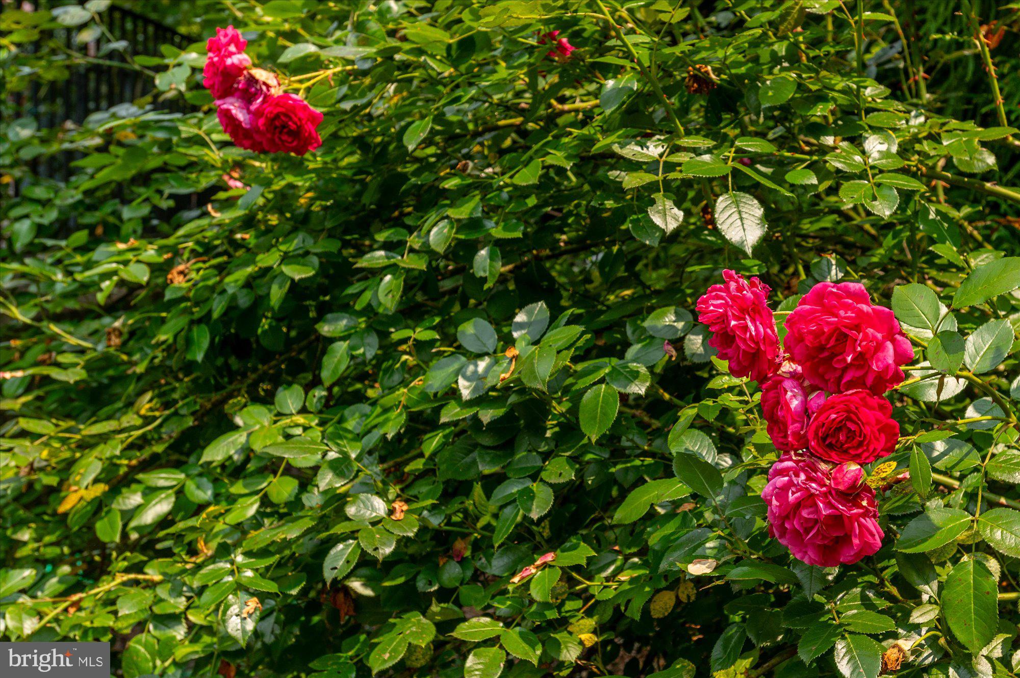 LANGLEY FOREST - Residential