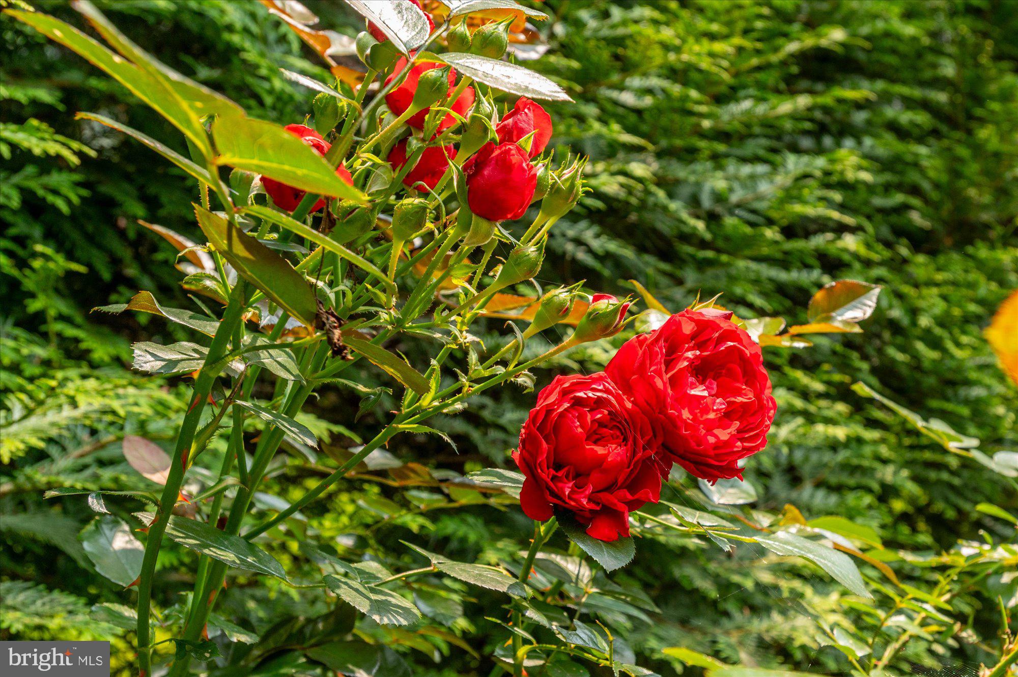 LANGLEY FOREST - Residential