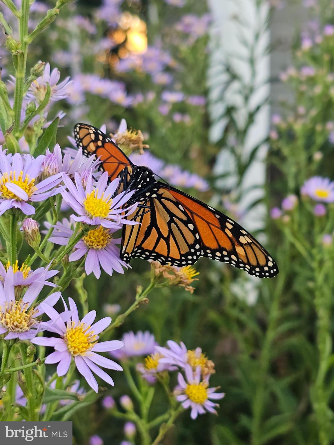 IDLEWILDE ON THE BAY - Residential