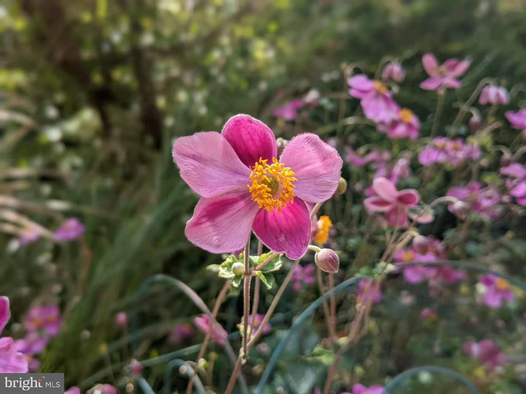 HARVEY RUN - Residential