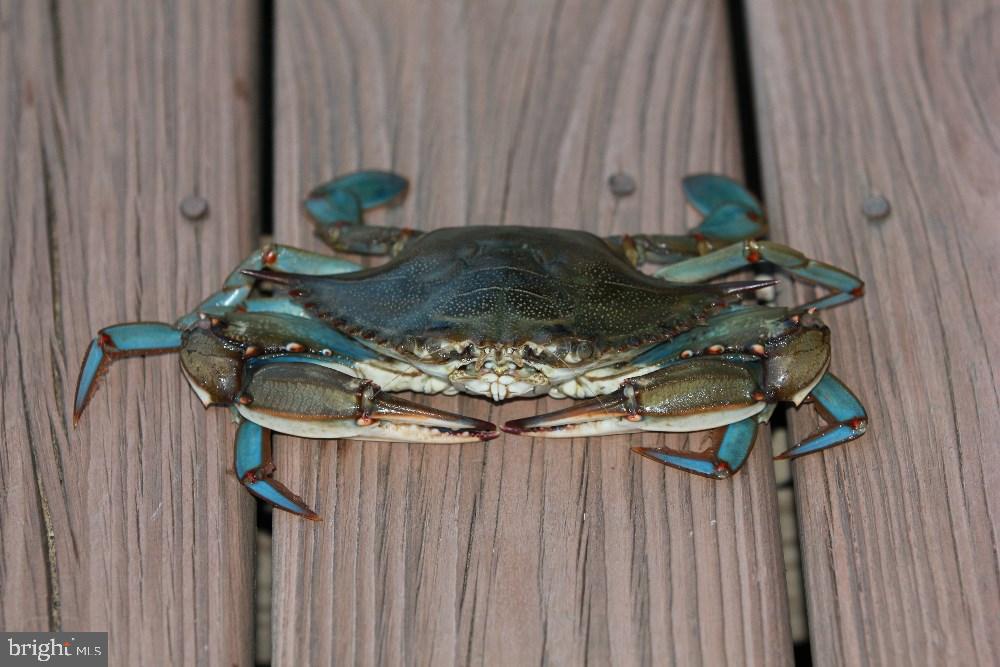 MILL CREEK - Residential