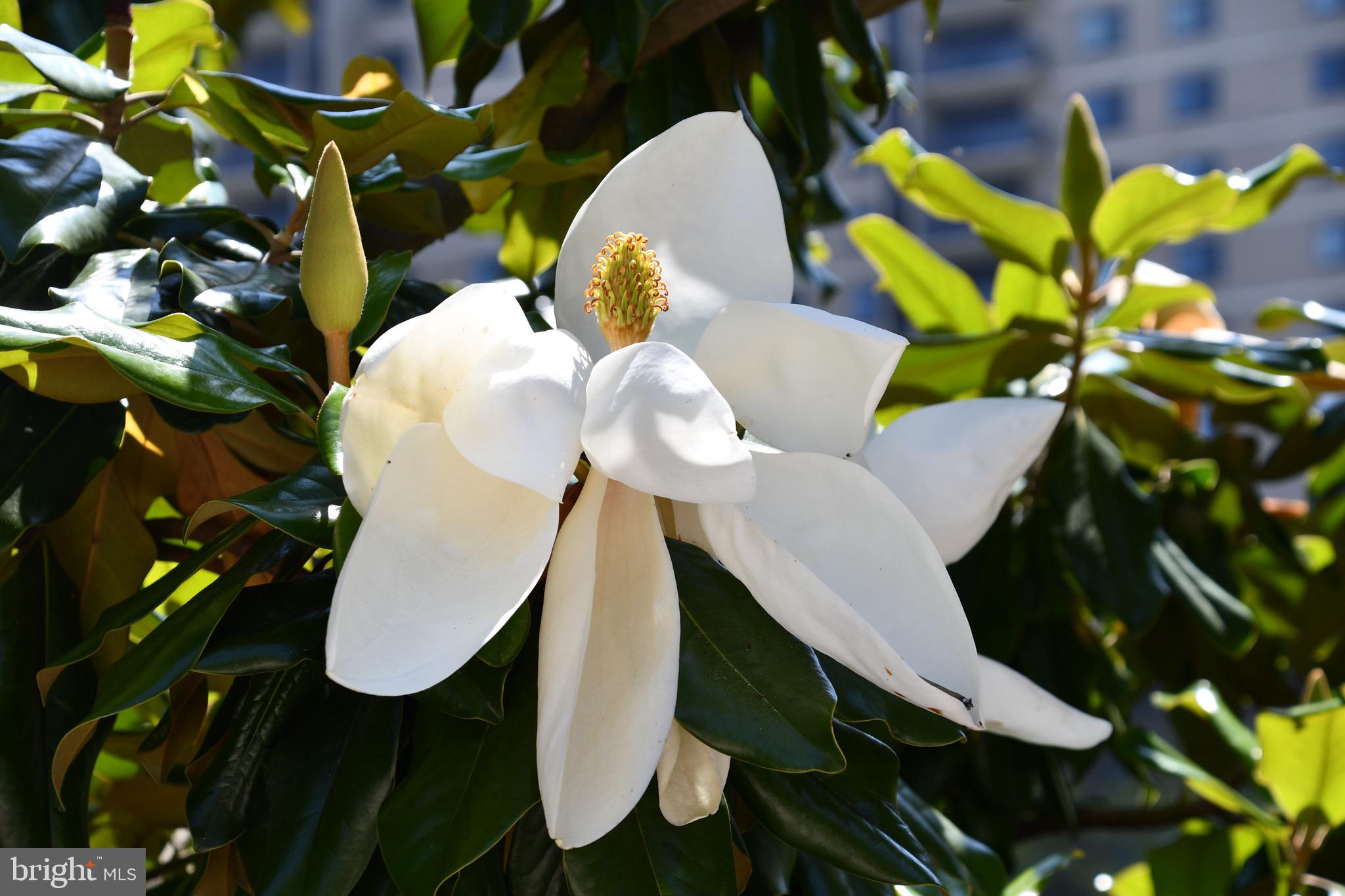 WATERGATE AT LANDMARK - Residential Lease